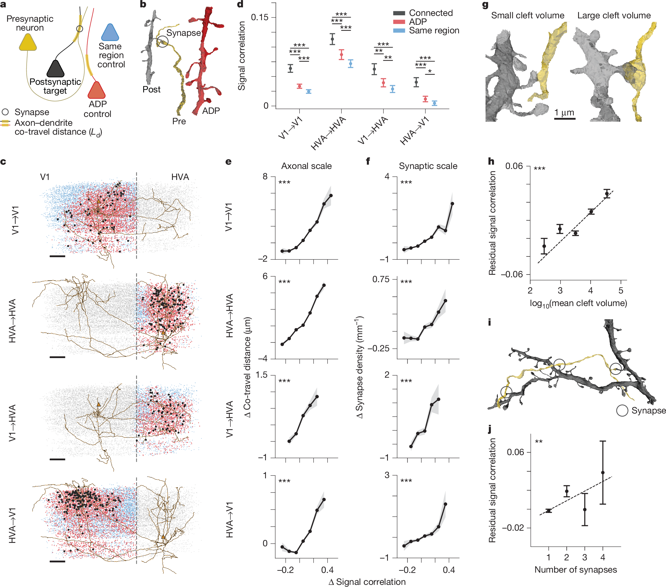 Fig. 2: Neurons with higher signal correlation are more likely to form synapses.