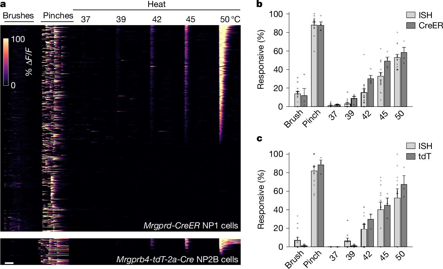 Fig. 2: In vivo functional imaging of Cre lines confirmed that NP1 and NP2B neurons detect noxious mechanical and thermal stimuli.