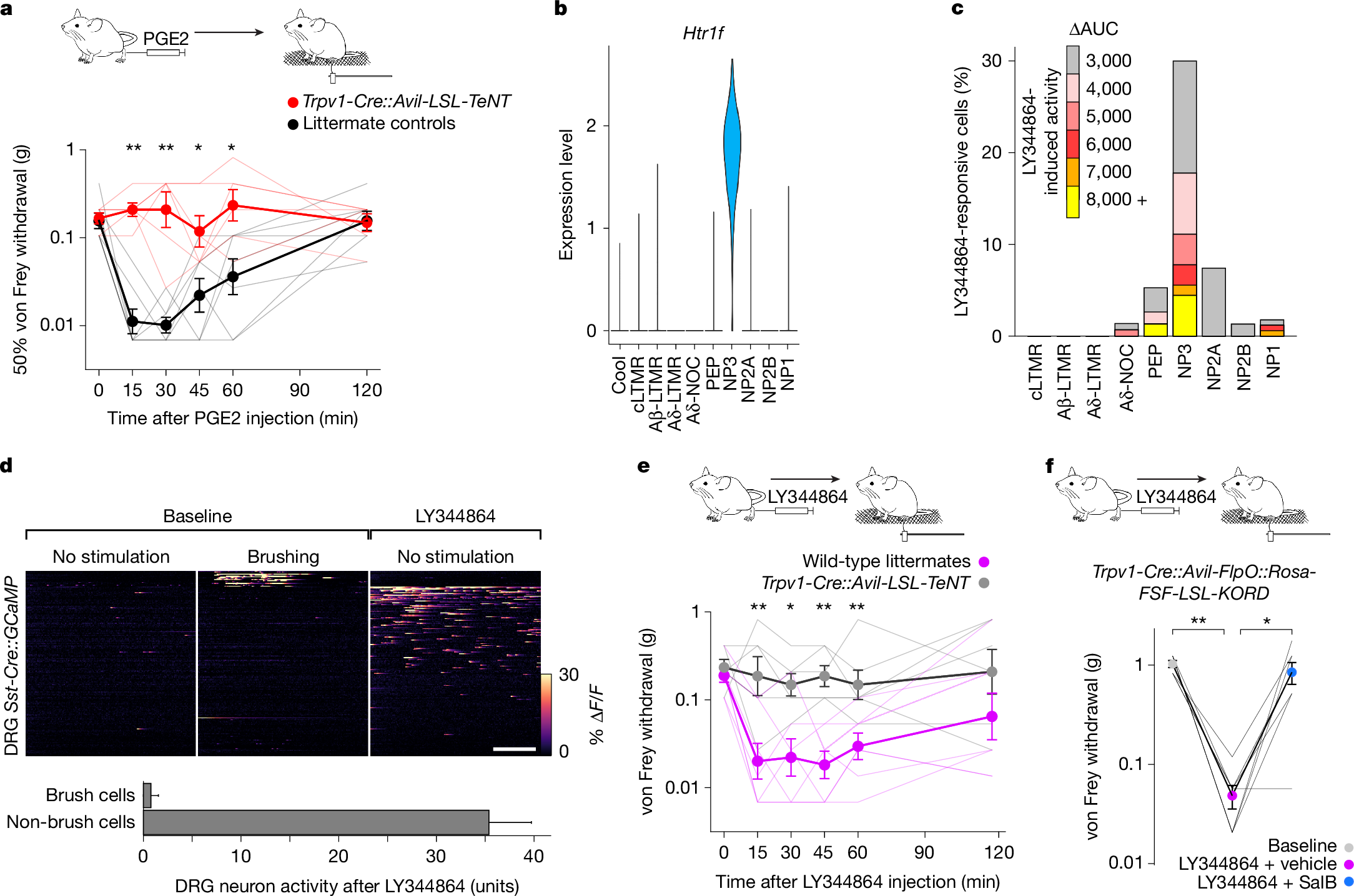 Fig. 5: Continuing nociceptor activity drives tactile allodynia.