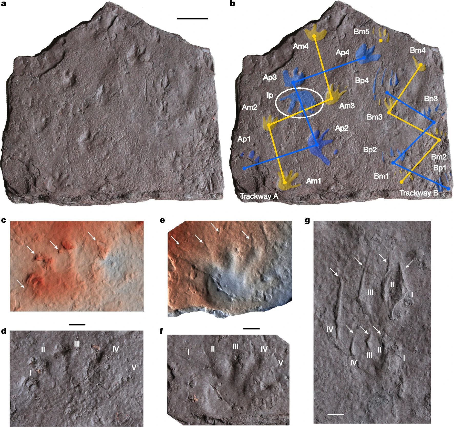 a, Photo of the slab, NMV P258240, as preserved. b, Same as in a, with footprints and trackways highlighted. Manus (front foot) prints are shown in yellow; pes (hind foot) prints are shown in blue. Am1–4, manus prints from trackway A; Ap1–4, pes prints from trackway A; Bm1–5, manus prints from trackway B; Bp1–4, pes prints from trackway B; Ip, isolated right pes print. c,d, Isolated right pes print Ip as a false-colour inverted scan image (c) and photo (d). e,f, Right manus print Am1 as a false-colour scan image (e) and photo (f). g, Photo of pes print Bp4 (above) and manus print Bm3 (below). In c–g, white arrows denote claw impressions or scratches, Roman numerals denote digit numbers. Scale bars, 50 mm (a) and 10 mm (c–g).