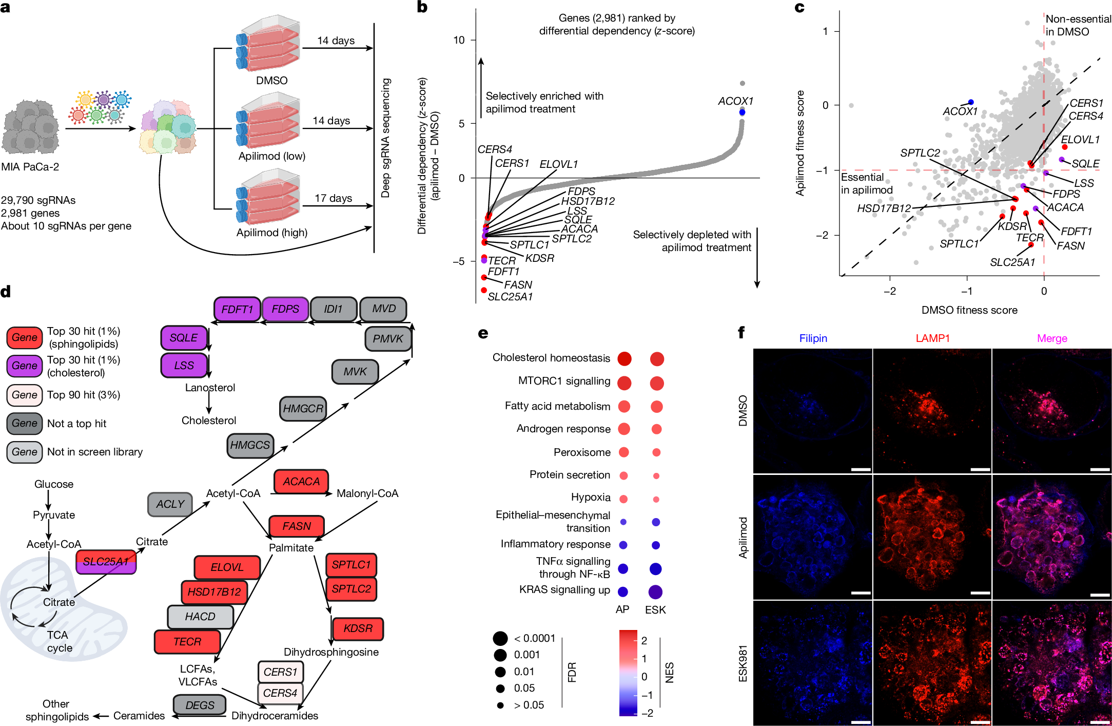Fig. 3: PIKfyve inhibition obligates PDAC cells to stimulate a lipogenic transcriptional and metabolic program.