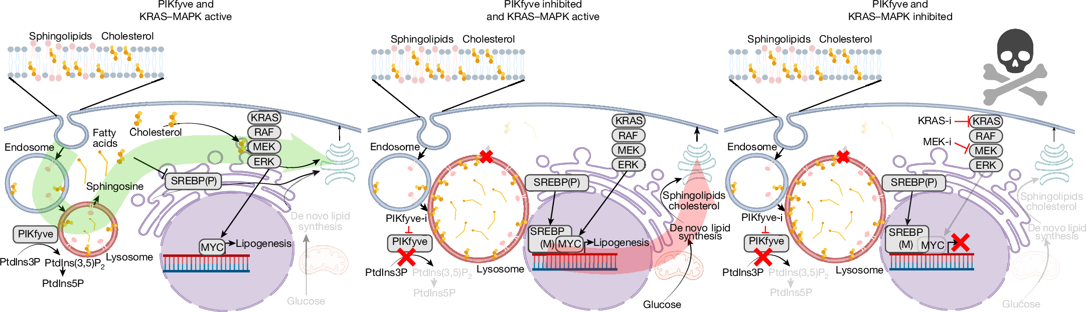 Fig. 5: Schematic depicting the effects of PIKfyve inhibition and KRAS–MAPK inhibition.