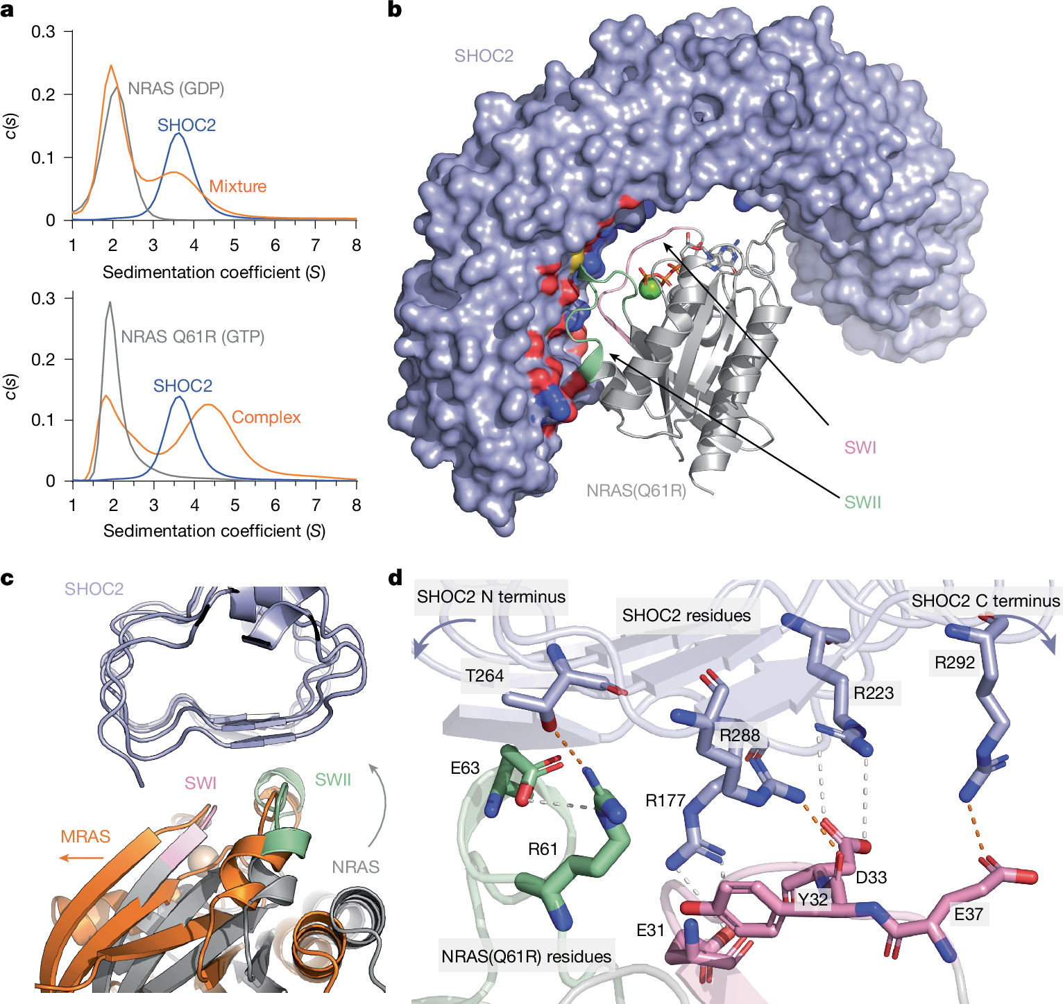 Fig. 3: Biochemical–physical and structural evidence of SHOC2 in complex with oncogenic canonical RAS proteins.