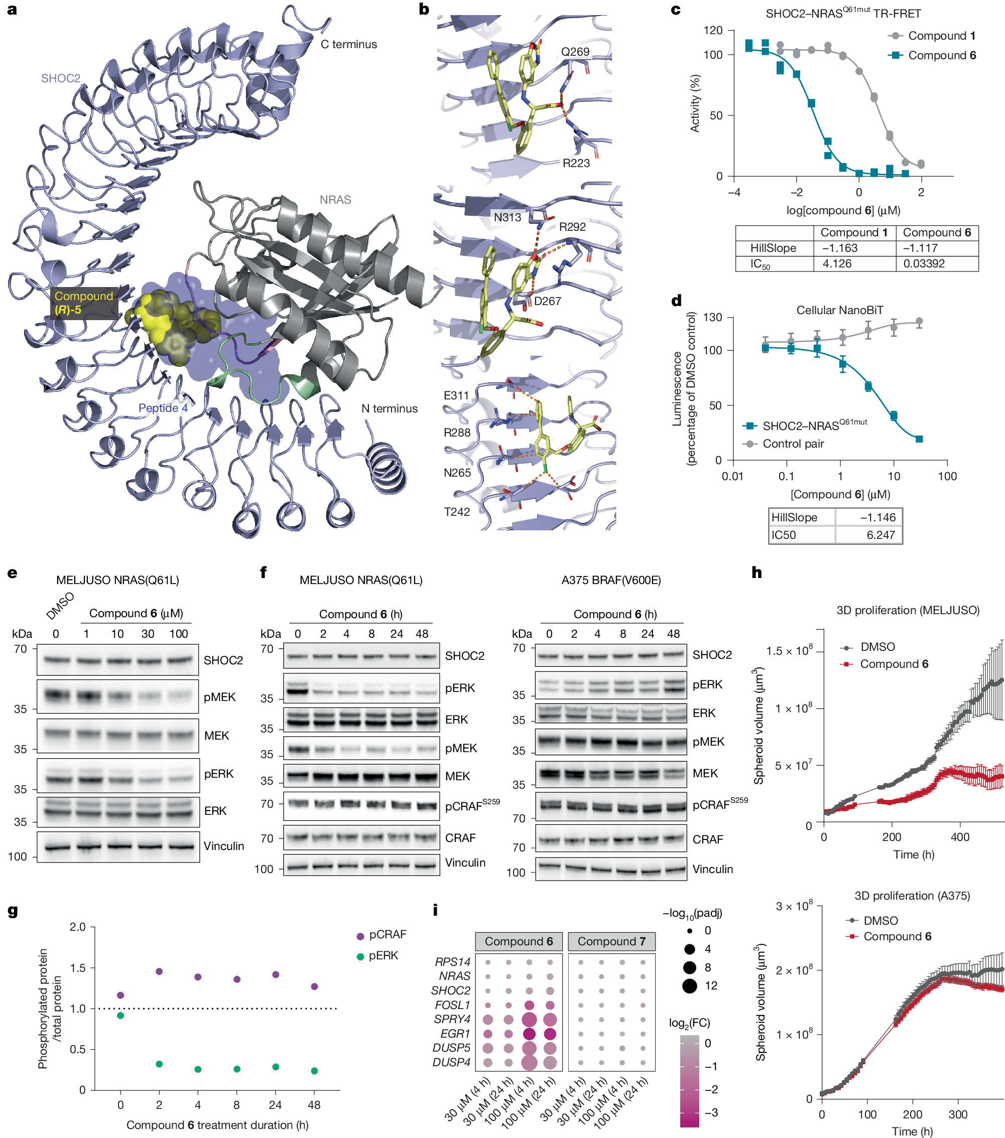 Fig. 4: Pharmacological disruption of SHOC2–RAS PPI.