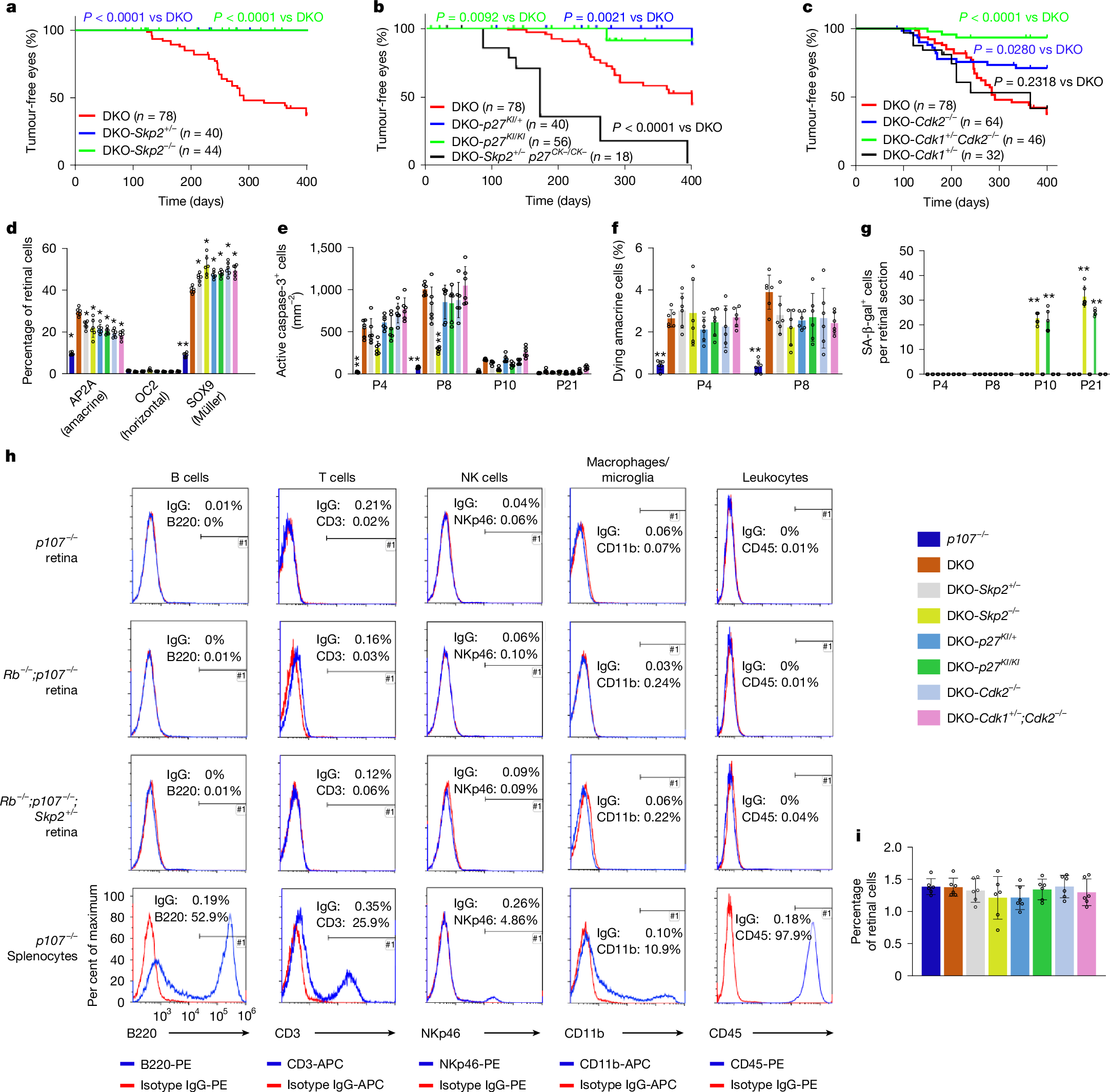 がんになりやすい細胞の特徴:細胞分裂の速さとの関連性(Cells that divide faster are more susceptible to cancer: Study)
