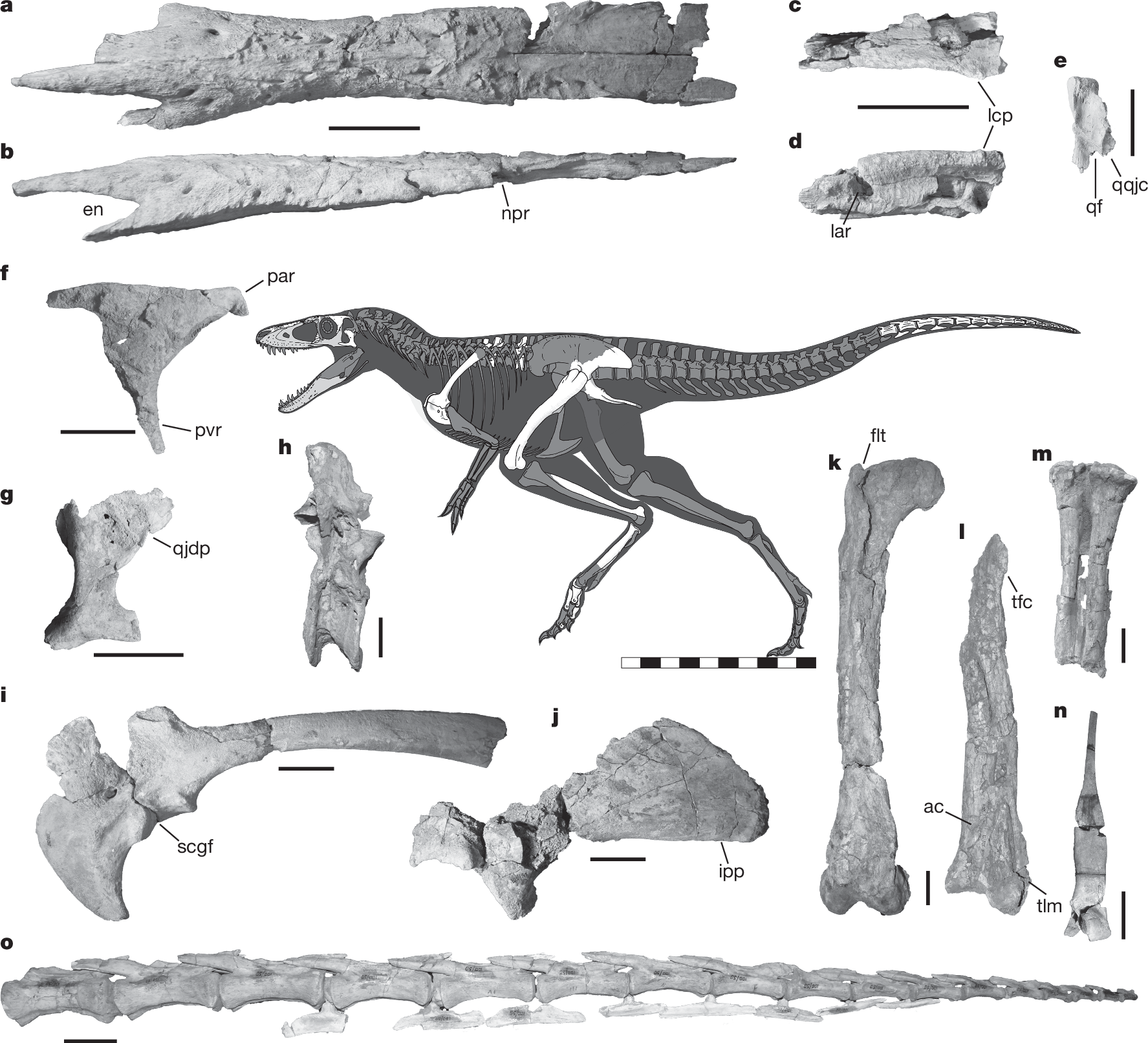 Picture of Eutyrannosauria