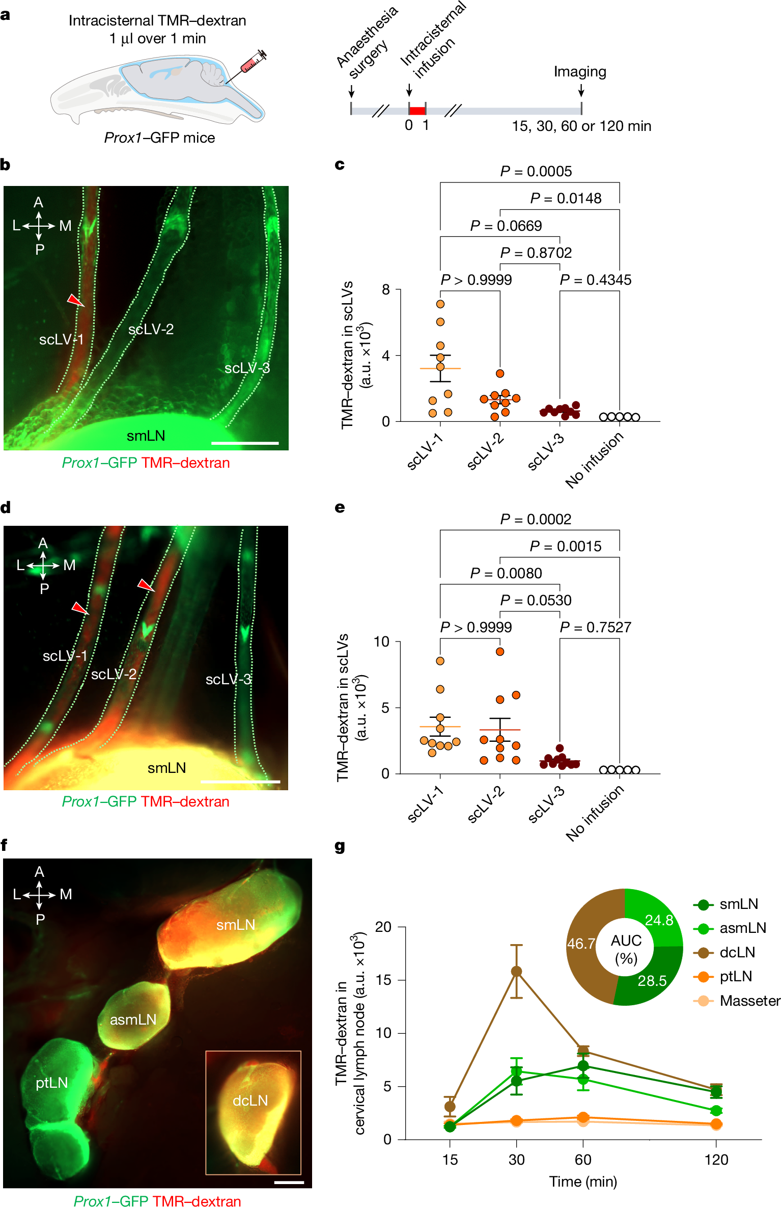 Fig. 2: TMR–dextran distribution in scLVs and lymph nodes after intracisternal infusion.
