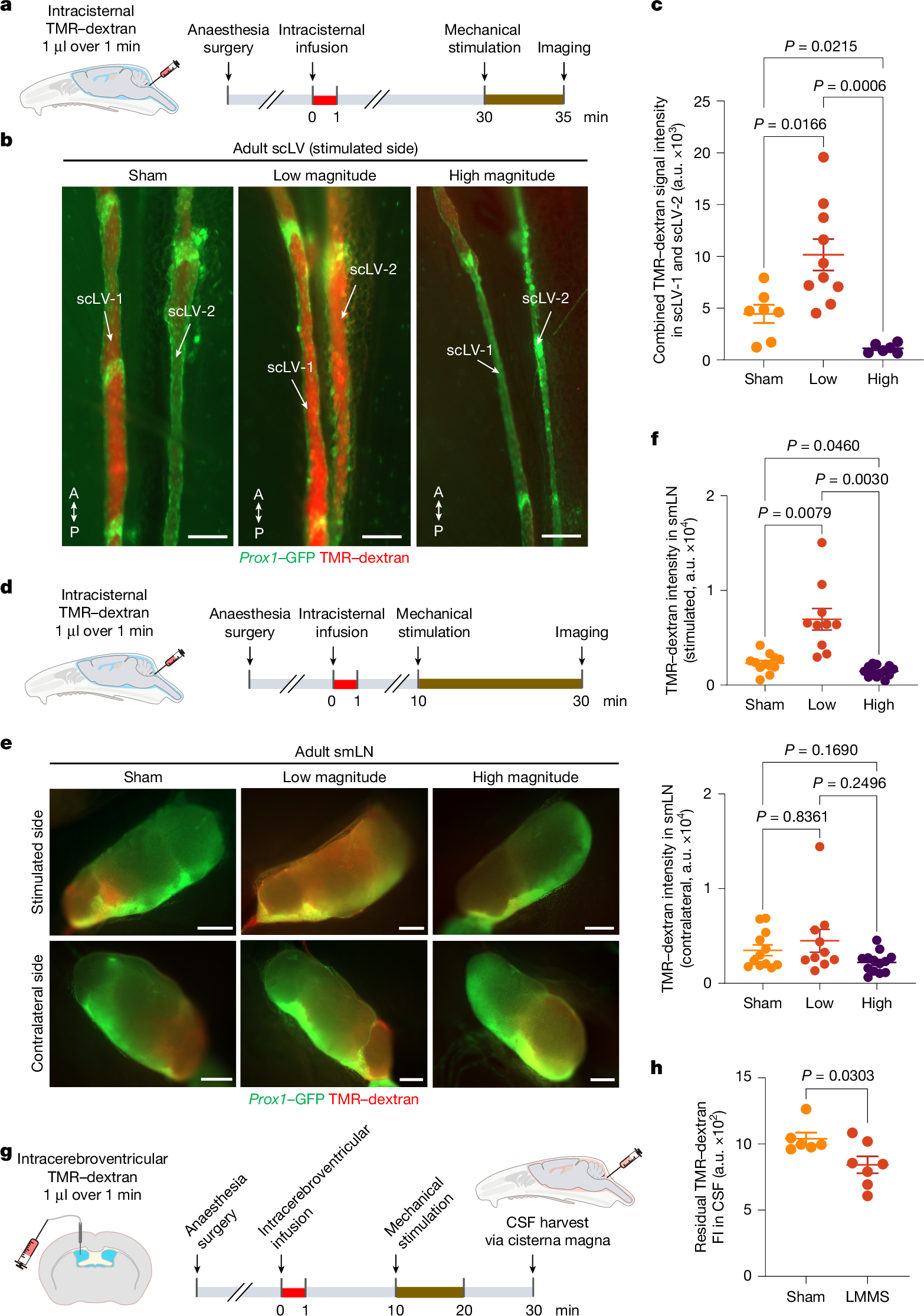 Fig. 6: Increased CSF drainage by non-invasive mechanical stimulation of scLVs.