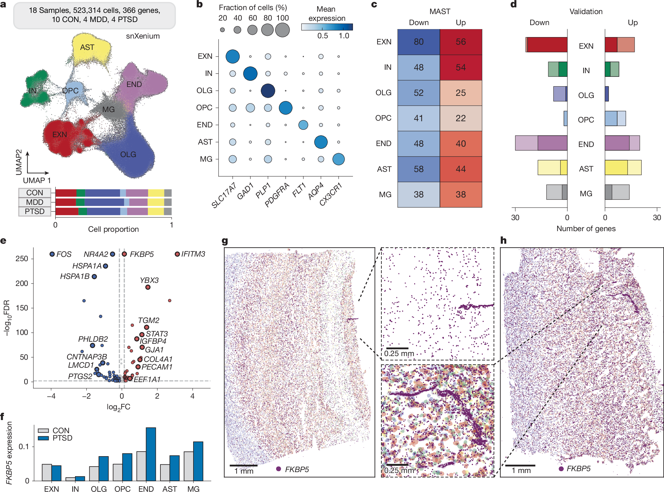 Fig. 2: Spatial transcriptomic analysis of the PTSD PFC.