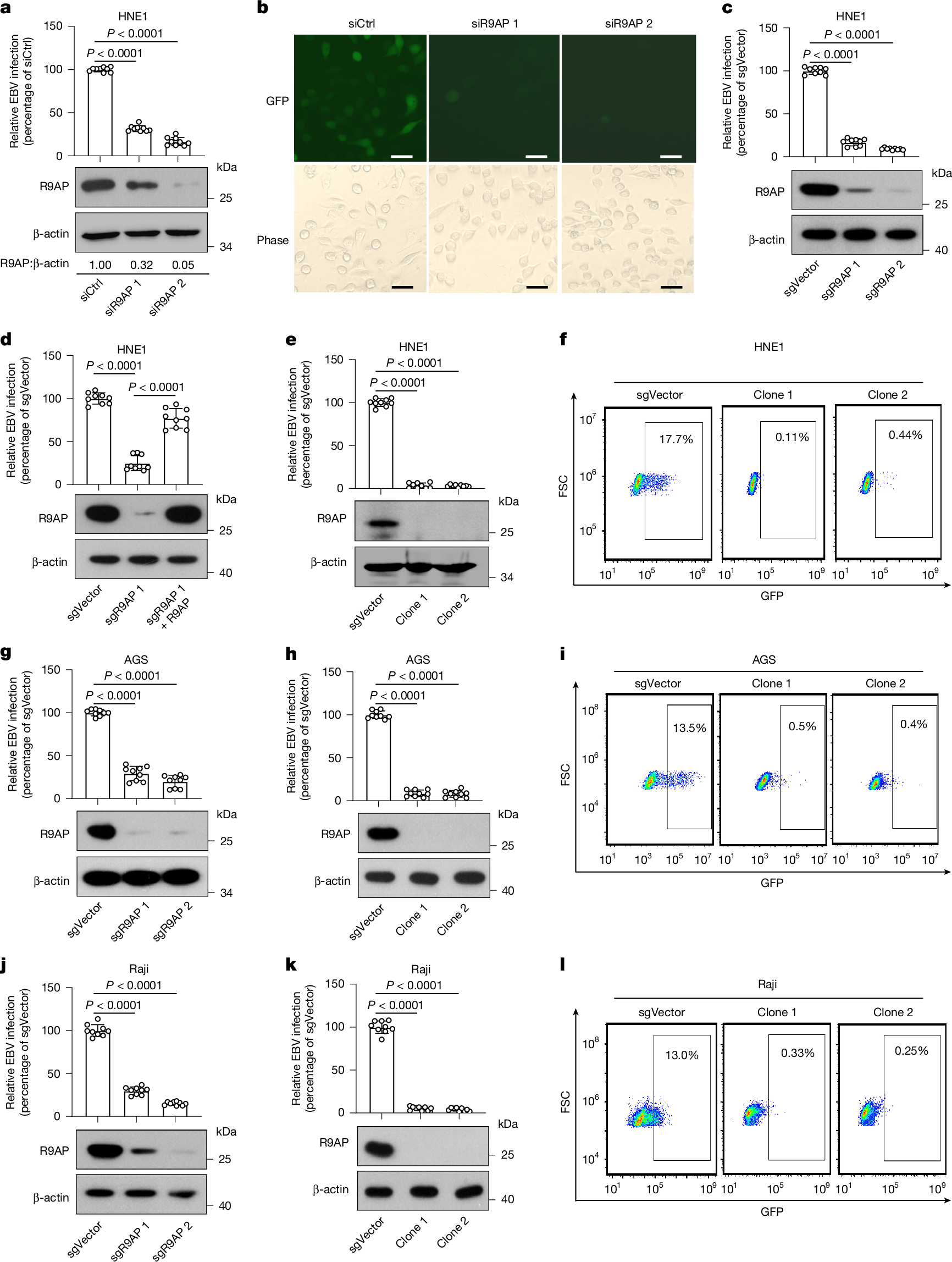 Fig. 1: Inhibition of R9AP impairs EBV infection in epithelial and B cells.