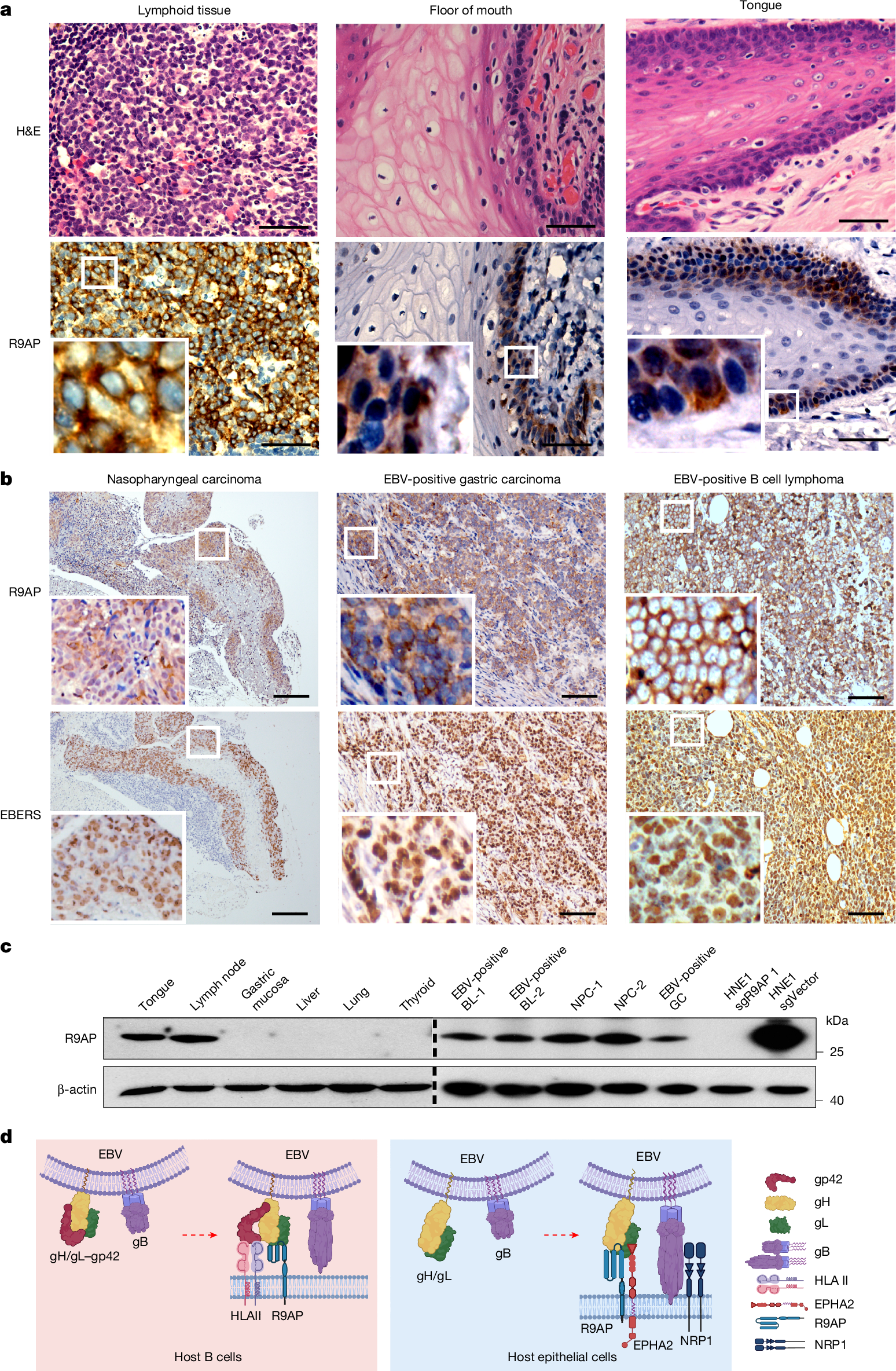 Fig. 4: R9AP is expressed in human tissues that are susceptible to EBV infection.