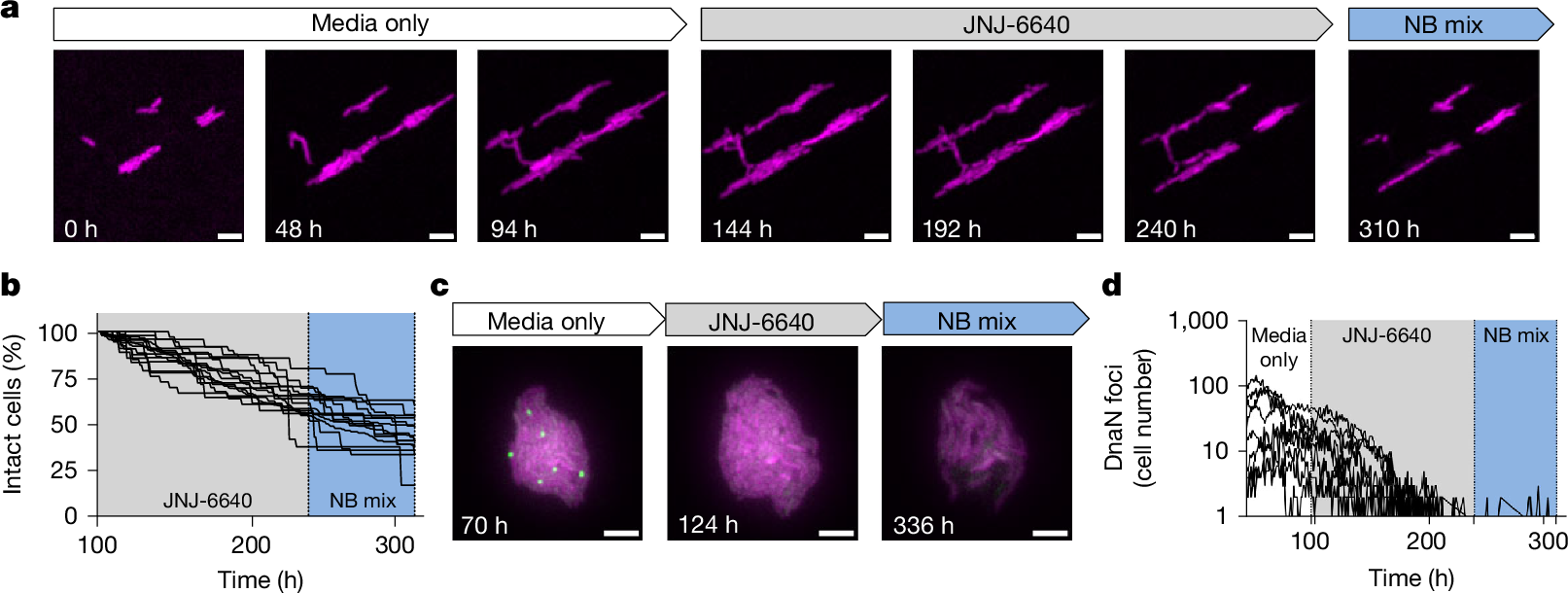 Fig. 3: M. tuberculosis single-cell analysis of PurF inhibition.