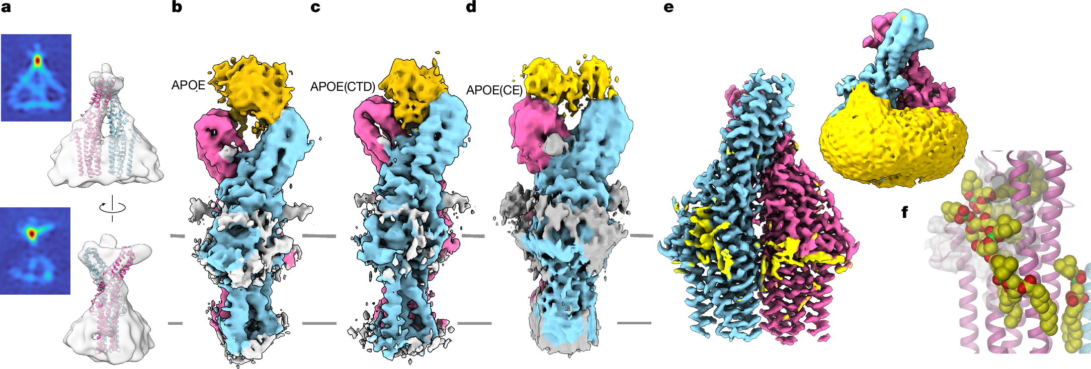 Fig. 3: Structures of TTYH2 in complex with delipidated APOE.