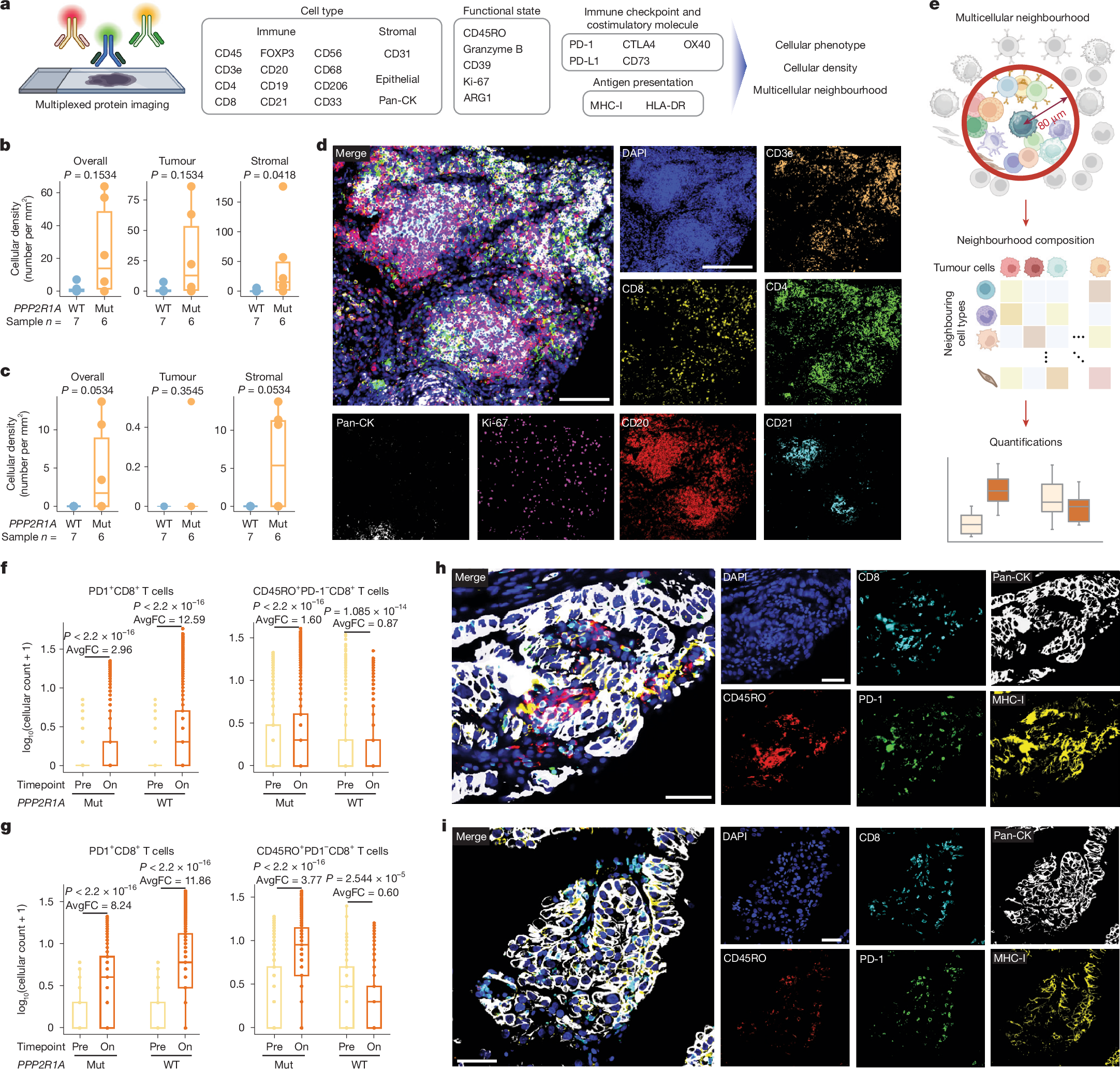 Fig. 3: Spatially resolved immune cell landscape in OCCC with and without PPP2R1A mutations.