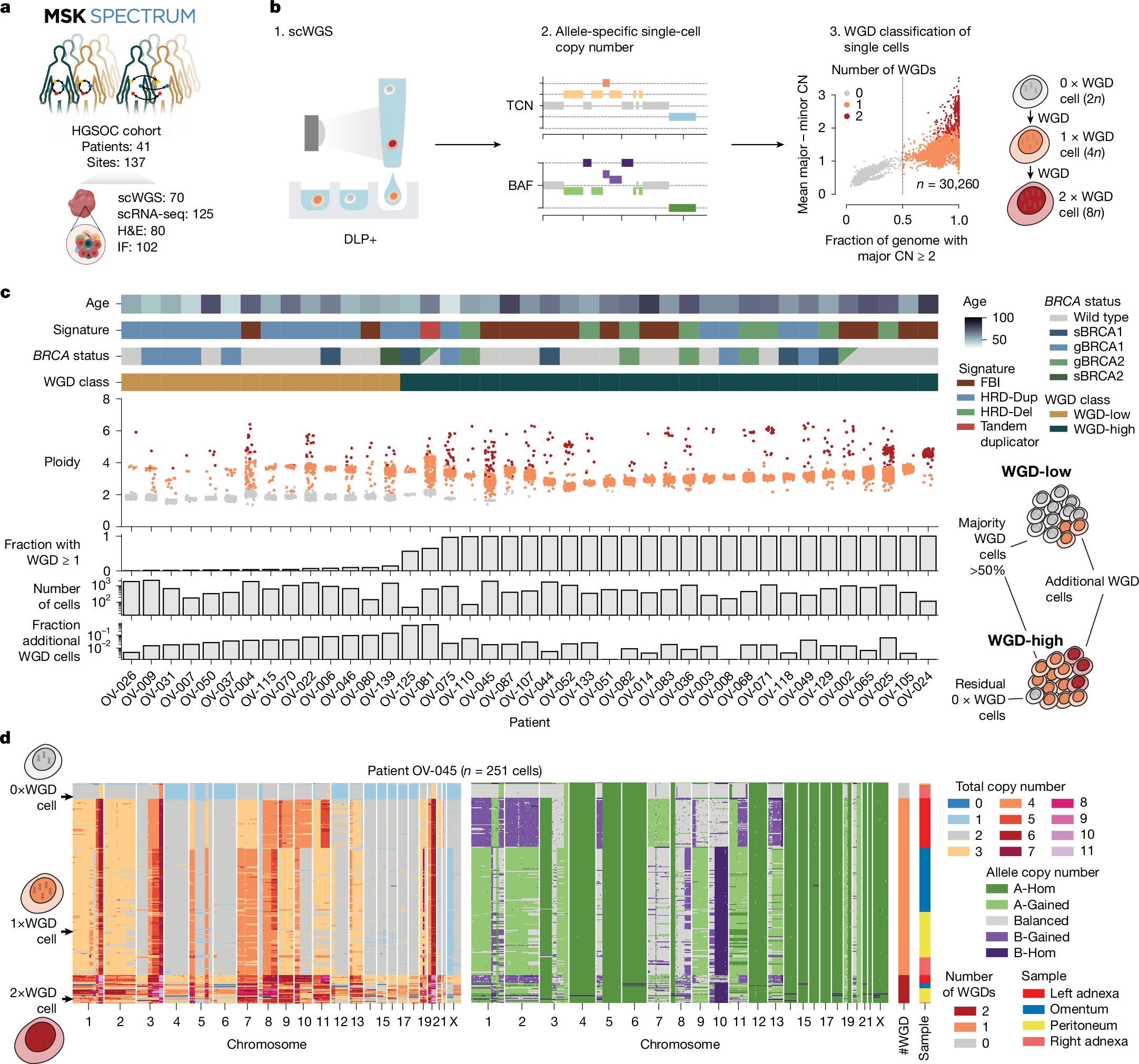 Fig. 1: WGD is a dynamic mutational process.