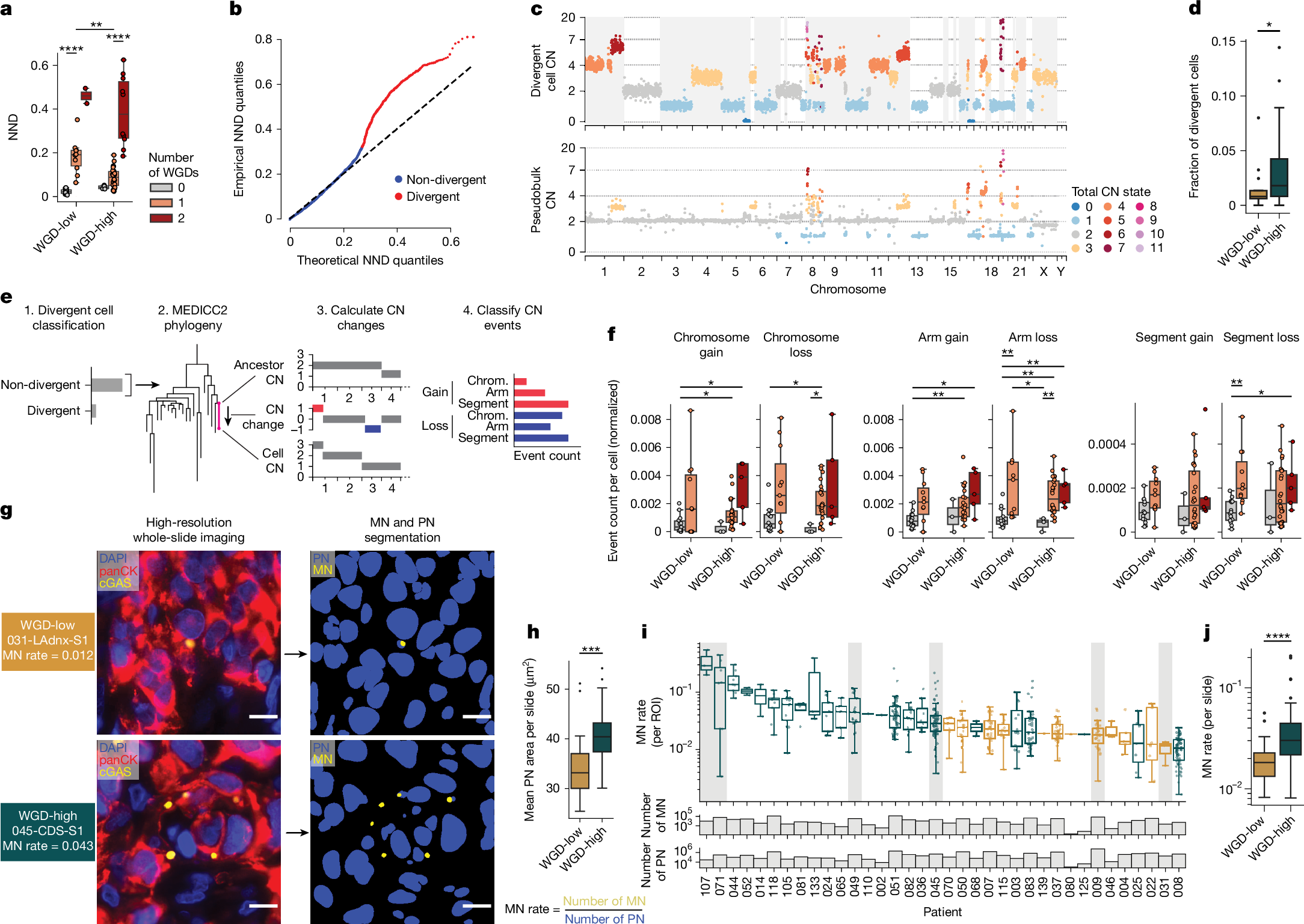 Fig. 3: Impact of WGD on rates of chromosomal instability at single-cell resolution.