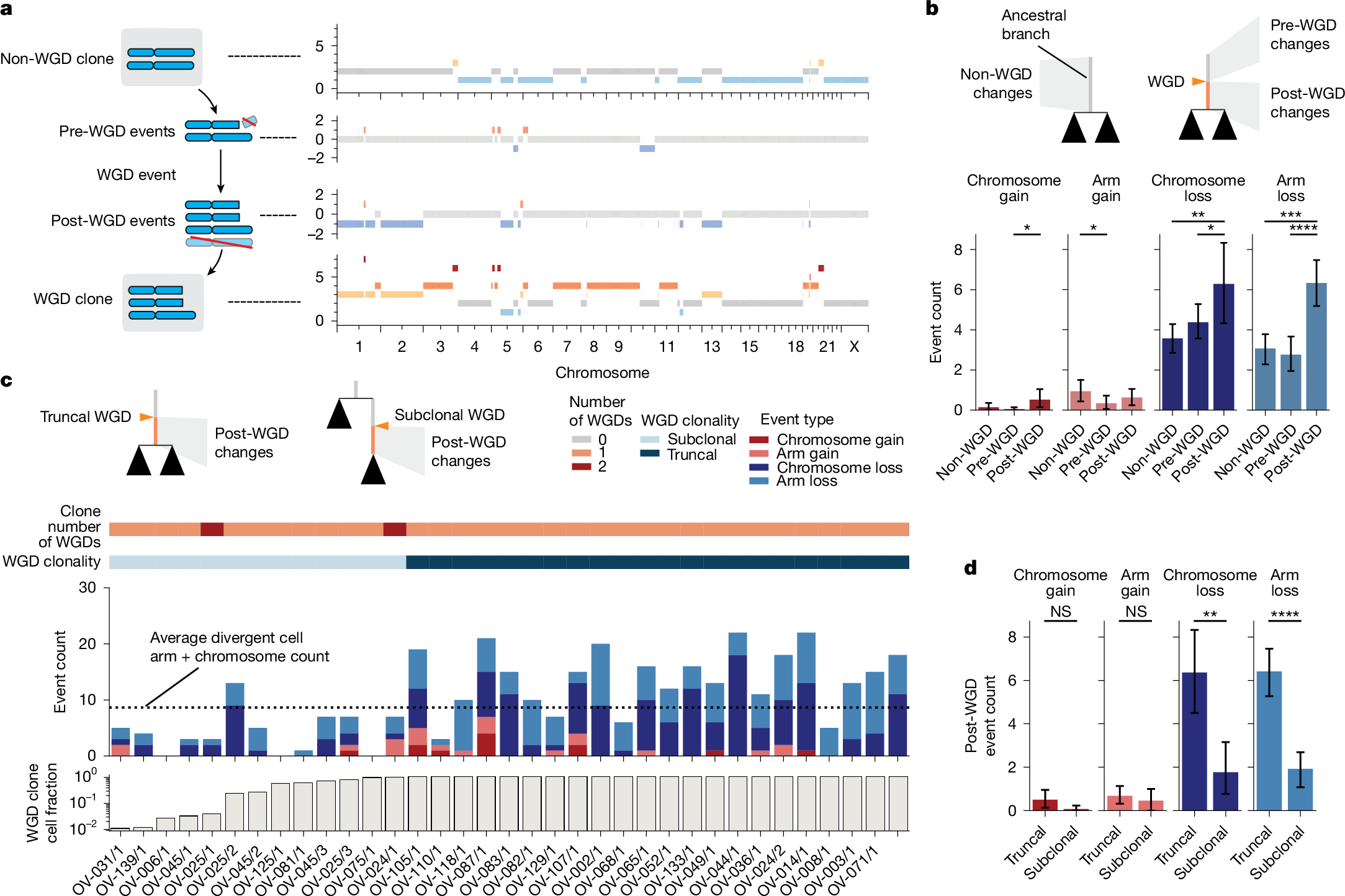 Fig. 4: Modes of evolution post WGD.