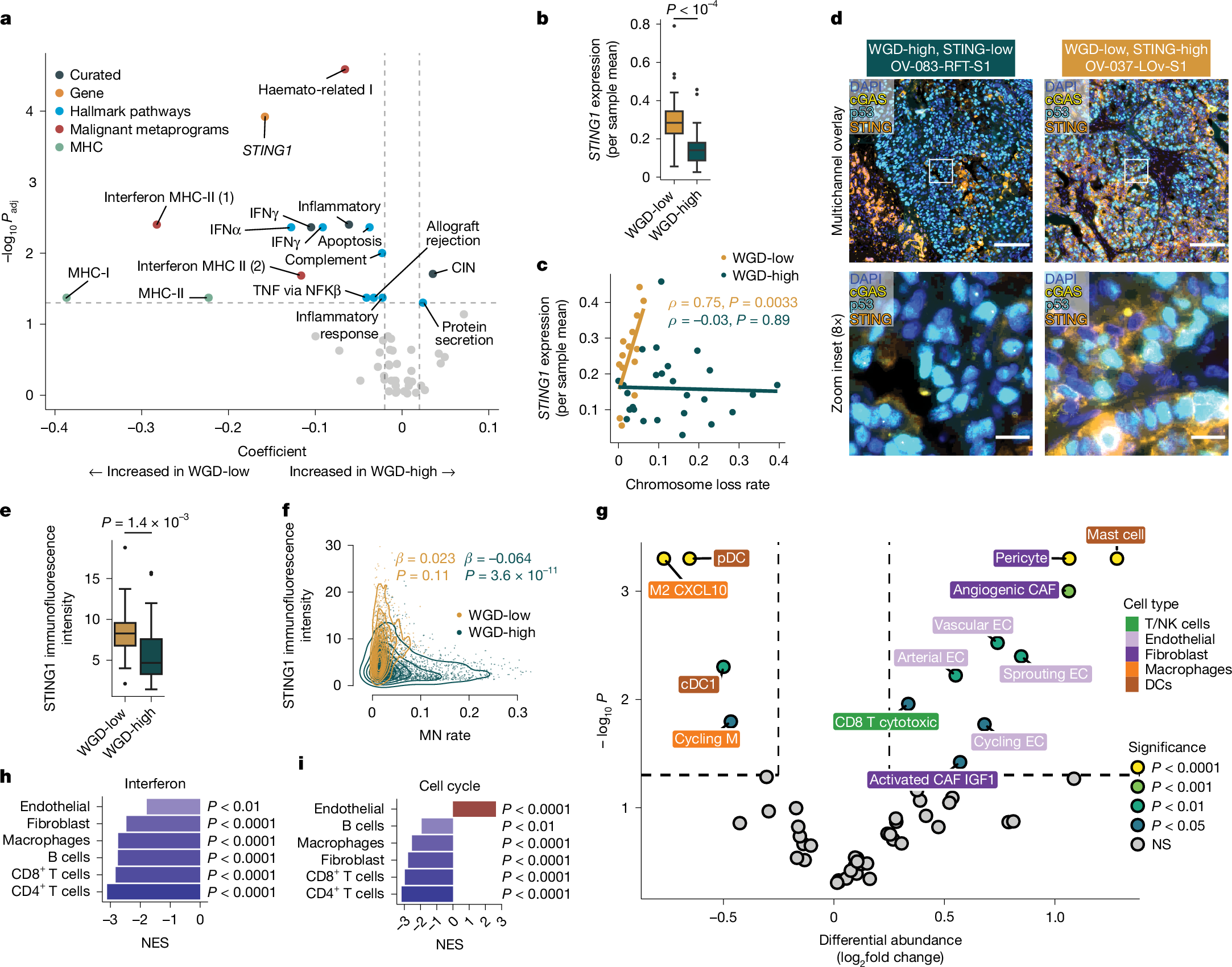 Fig. 5: Tumour-cell phenotypes and microenvironment remodelling in the context of WGD.