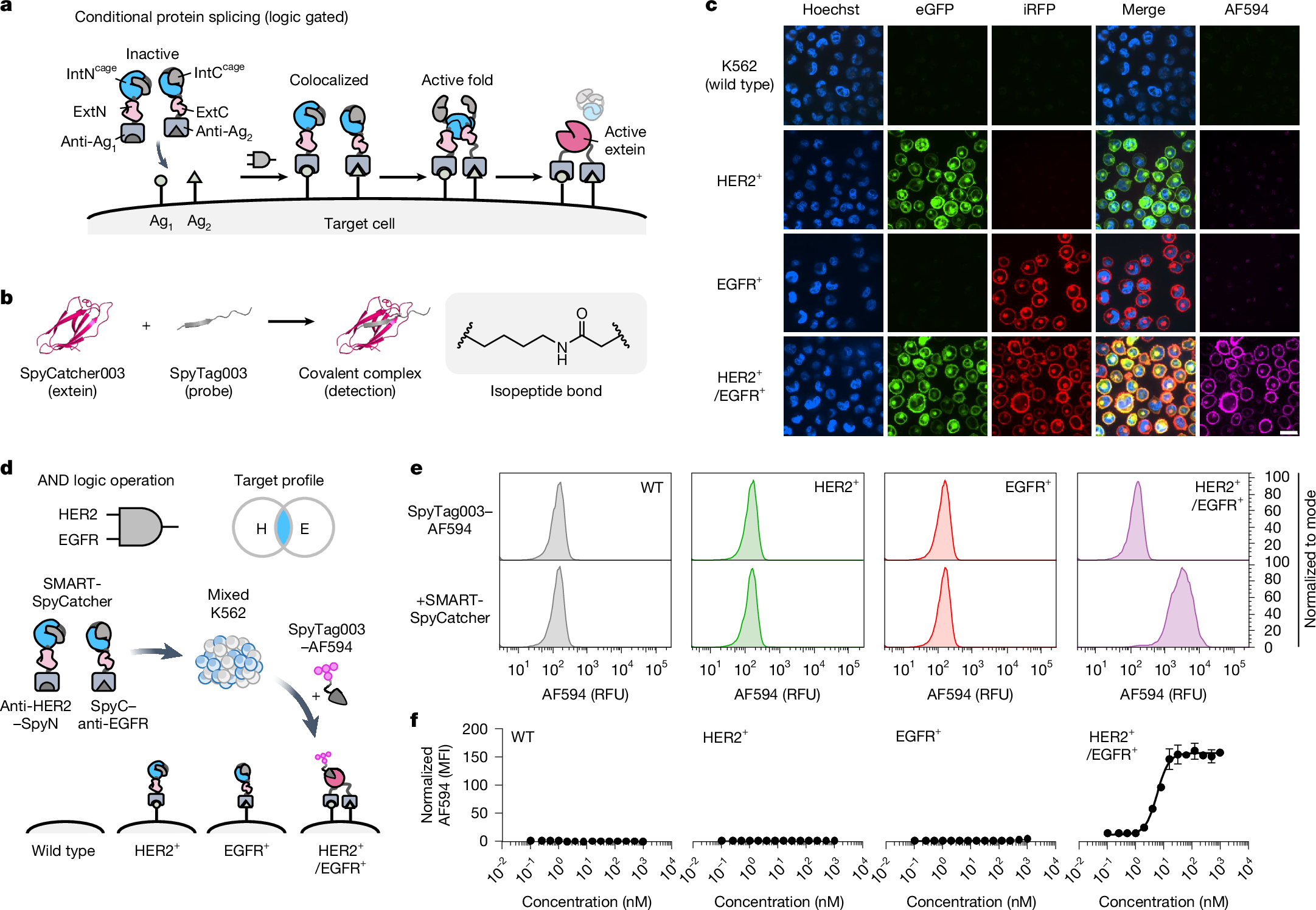 Programmable protein ligation on cell surfaces | Nature