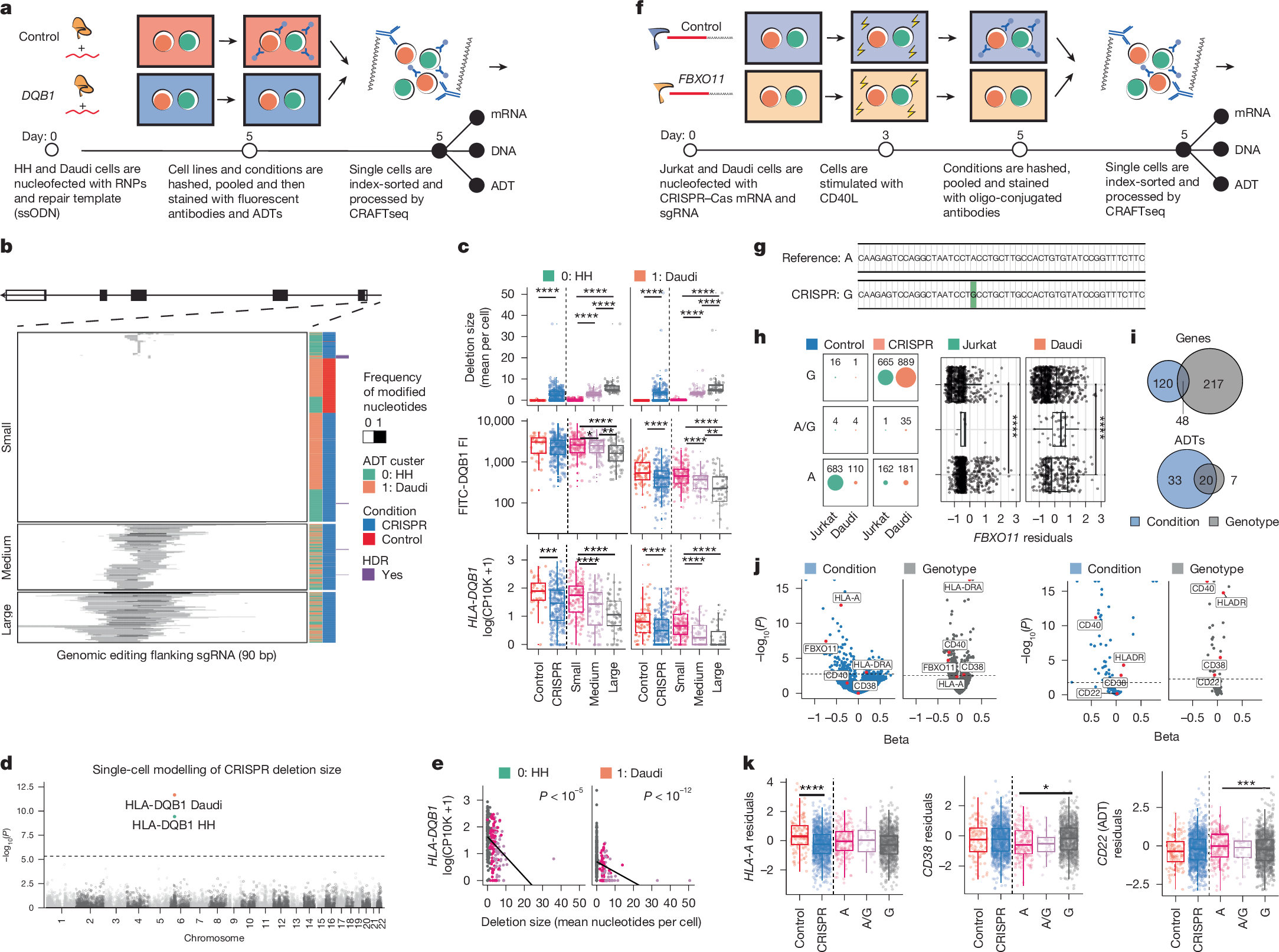 Fig. 2: CRAFTseq identifies genotype-dependent editing outcomes in single cells.