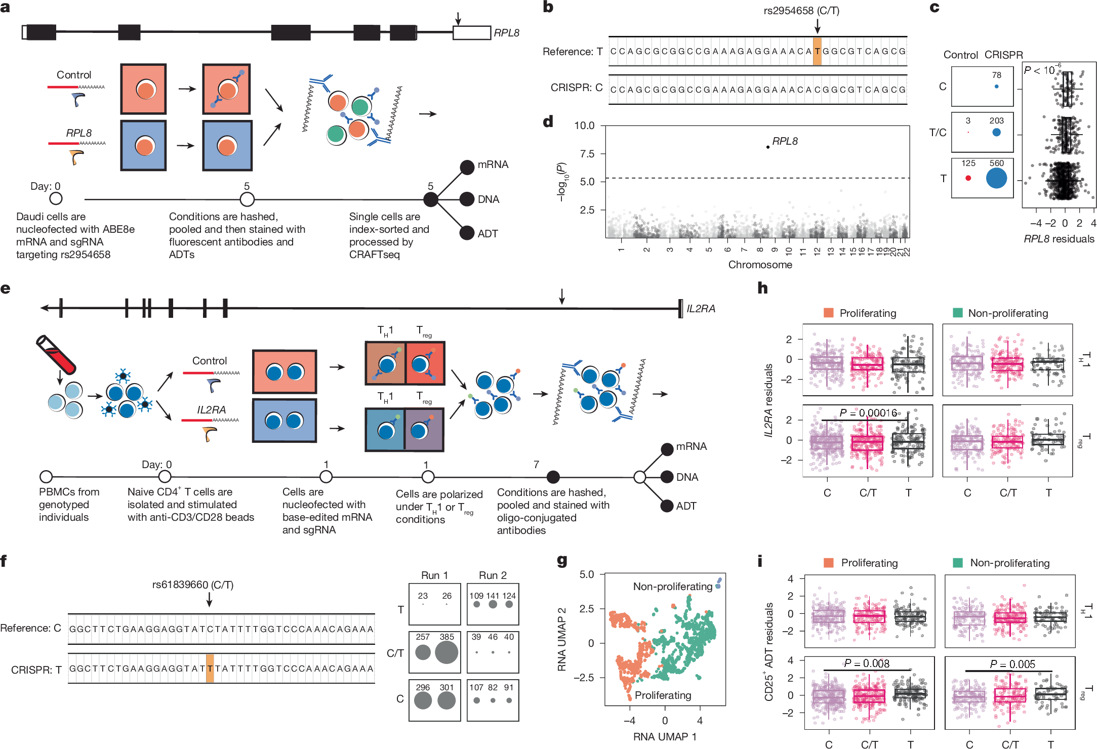 Fig. 4: Identification of cell-state-specific variant effects using CRAFTseq.