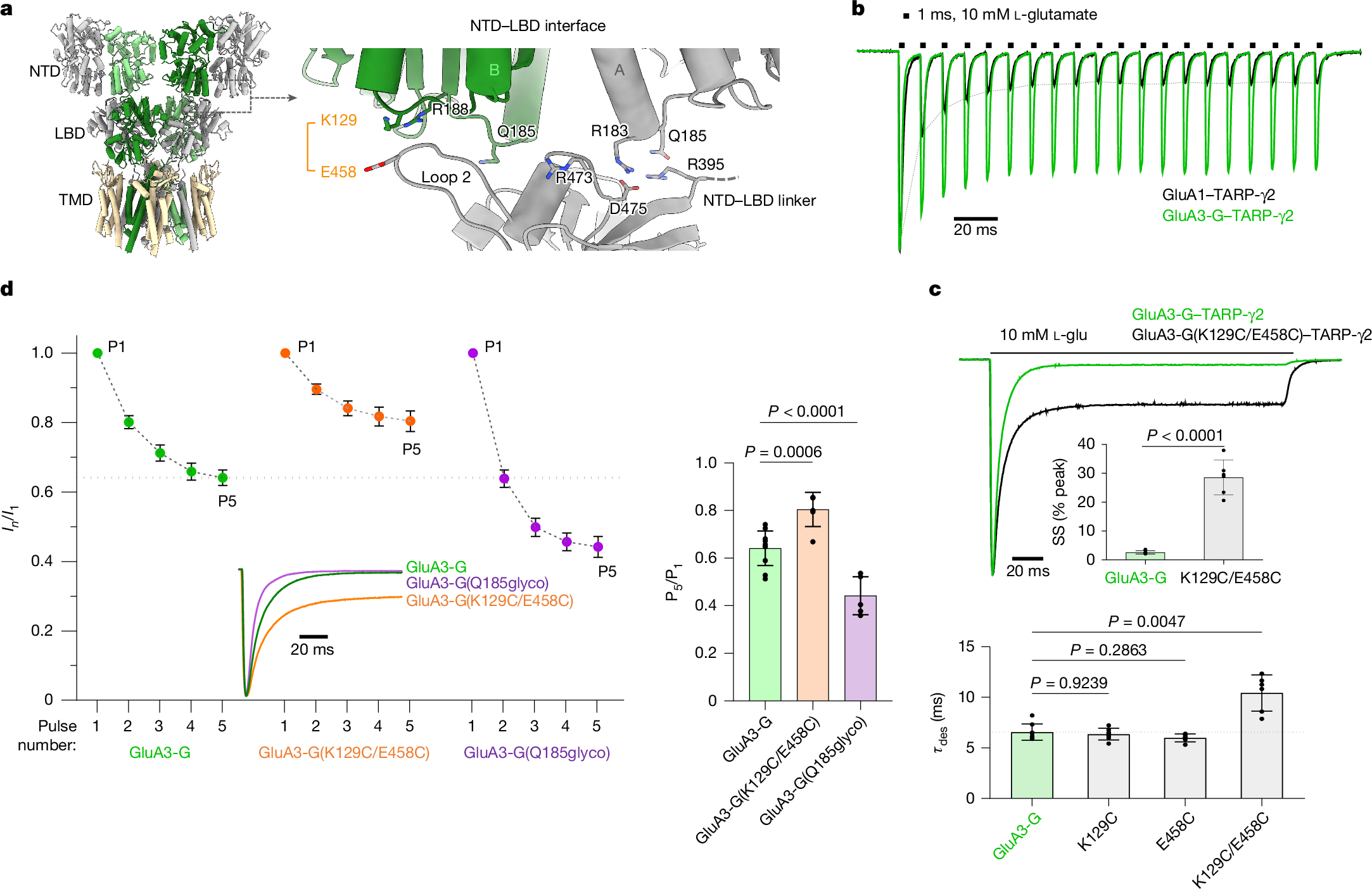 Fig. 2: Functional relevance of the GluA3 NTD–LBD interface.