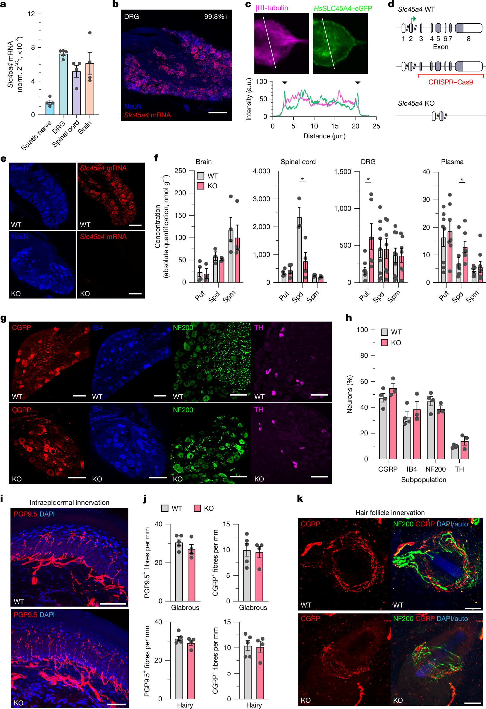 Fig. 3: Genetic ablation of Slc45a4 results in dysregulation of polyamines that does not alter nociceptor anatomy.