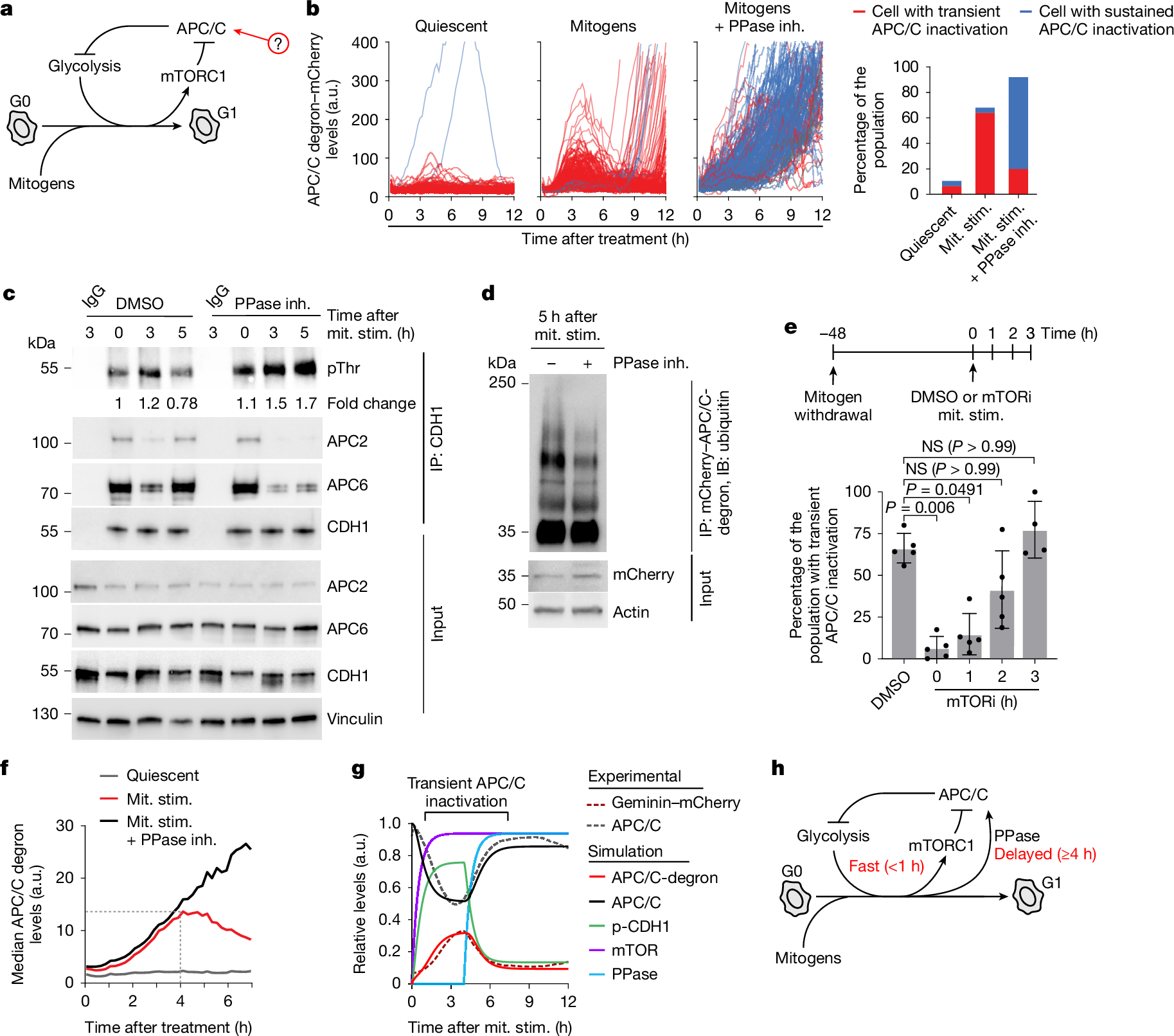 Fig. 3: An incoherent feedforward loop controls APC/C activity during cell cycle entry.