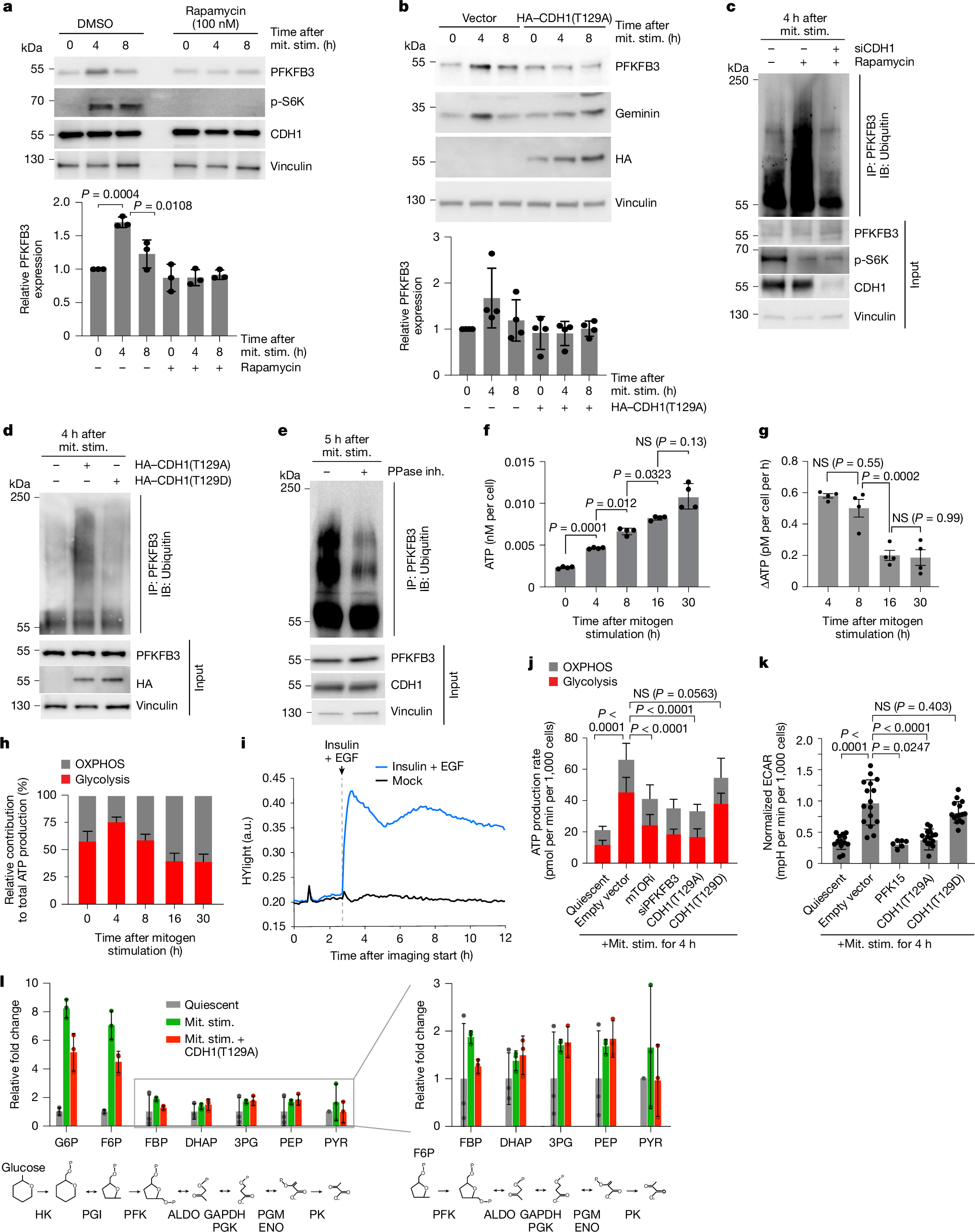 Fig. 4: PFKFB3 transiently accumulates during cell cycle entry to promote a metabolic switch.