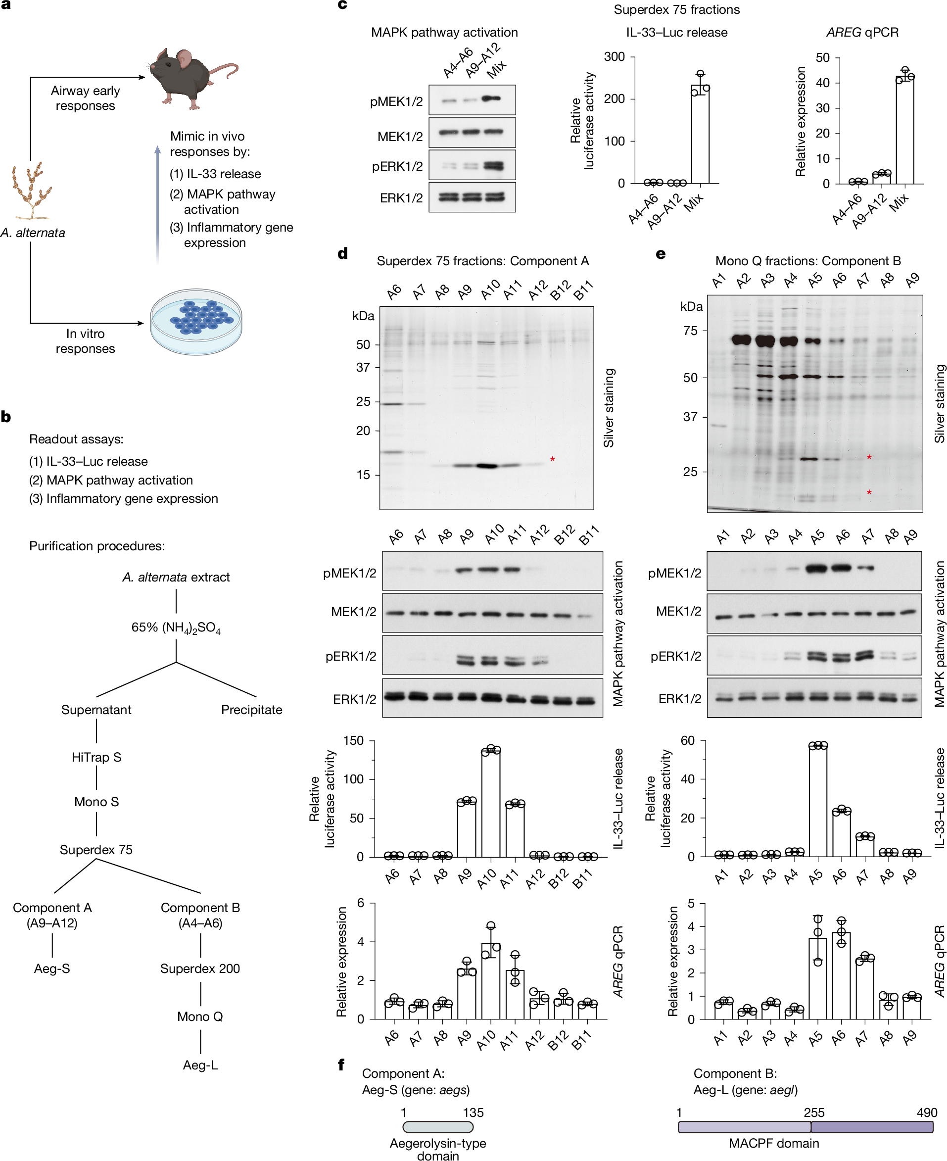 Epithelial cell membrane perforation induces allergic airway inflammation