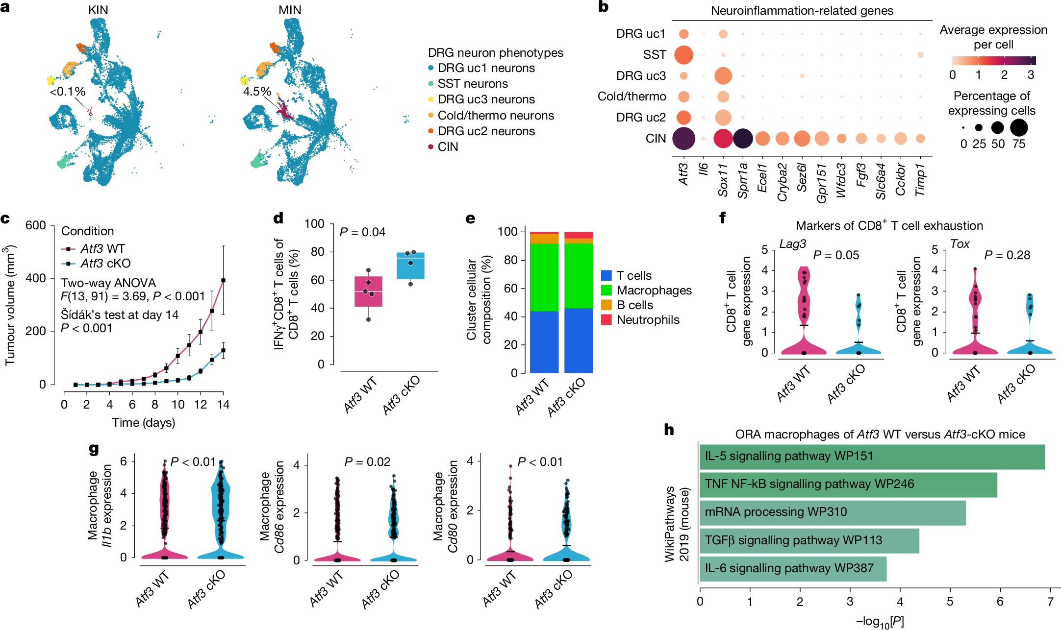 Fig. 4: Mitigating injury signalling inside peripheral sensory (nociceptors) neurons ameliorated intratumoural immunosuppression.
