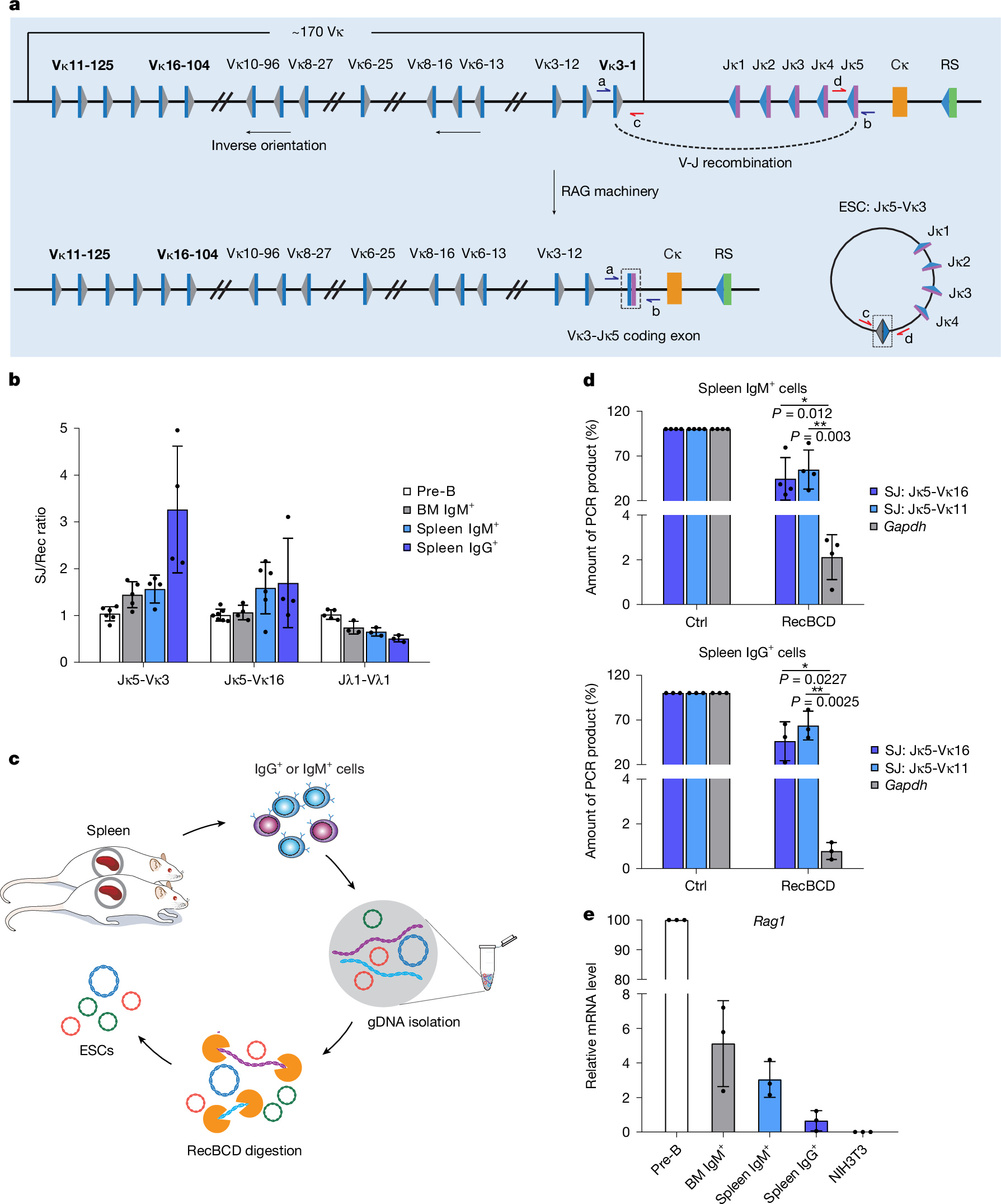 Fig. 1: RAG-generated extrachromosomal circular DNAs persist throughout mouse B cell development.