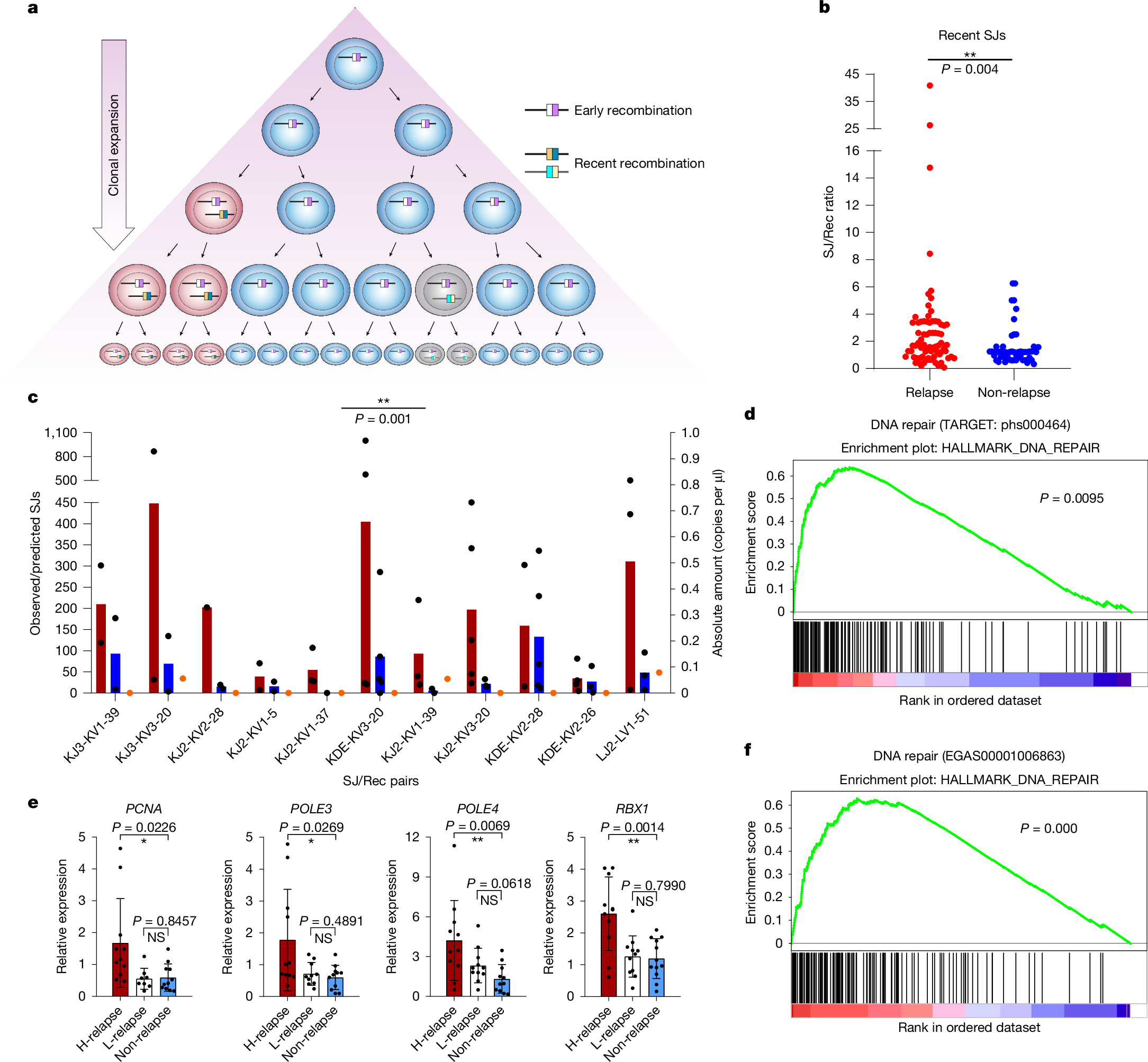 Fig. 3: Increased ESC replication in patients with BCP-ALL who later relapse.