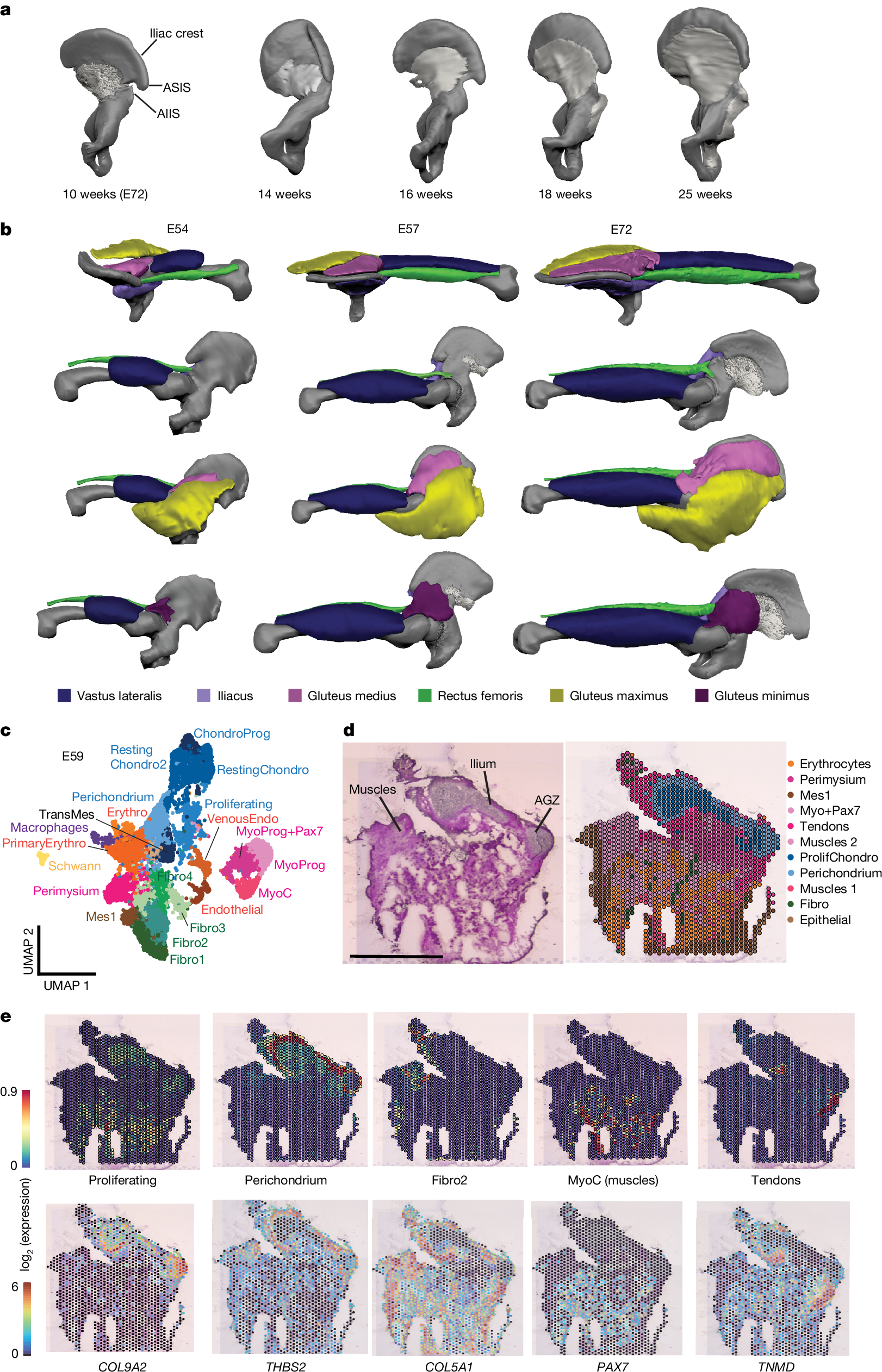 Fig. 5: Progression of human iliac perichondral ossification and the ontogeny of pelvic bipedal musculature.