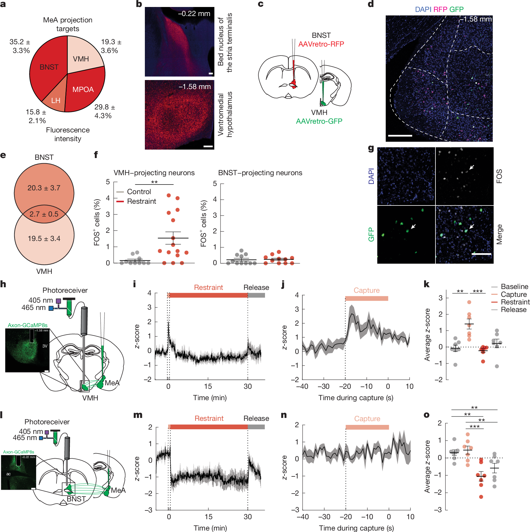 Fig. 2: Acute restraint stress activates MeA→VMH neurons but not MeA→BNST neurons.