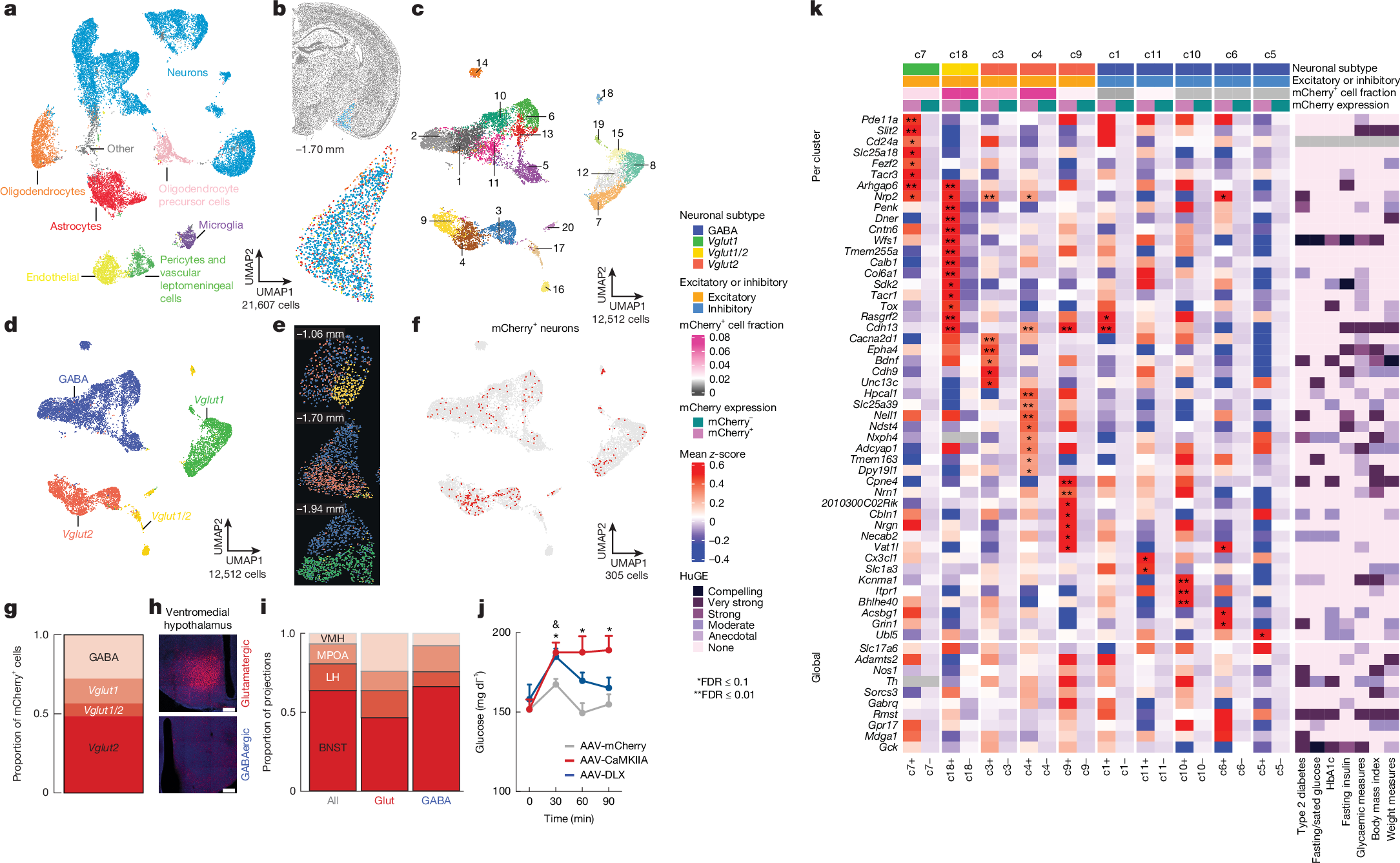 Fig. 3: Gene expression in VMH-projecting MeA neurons.