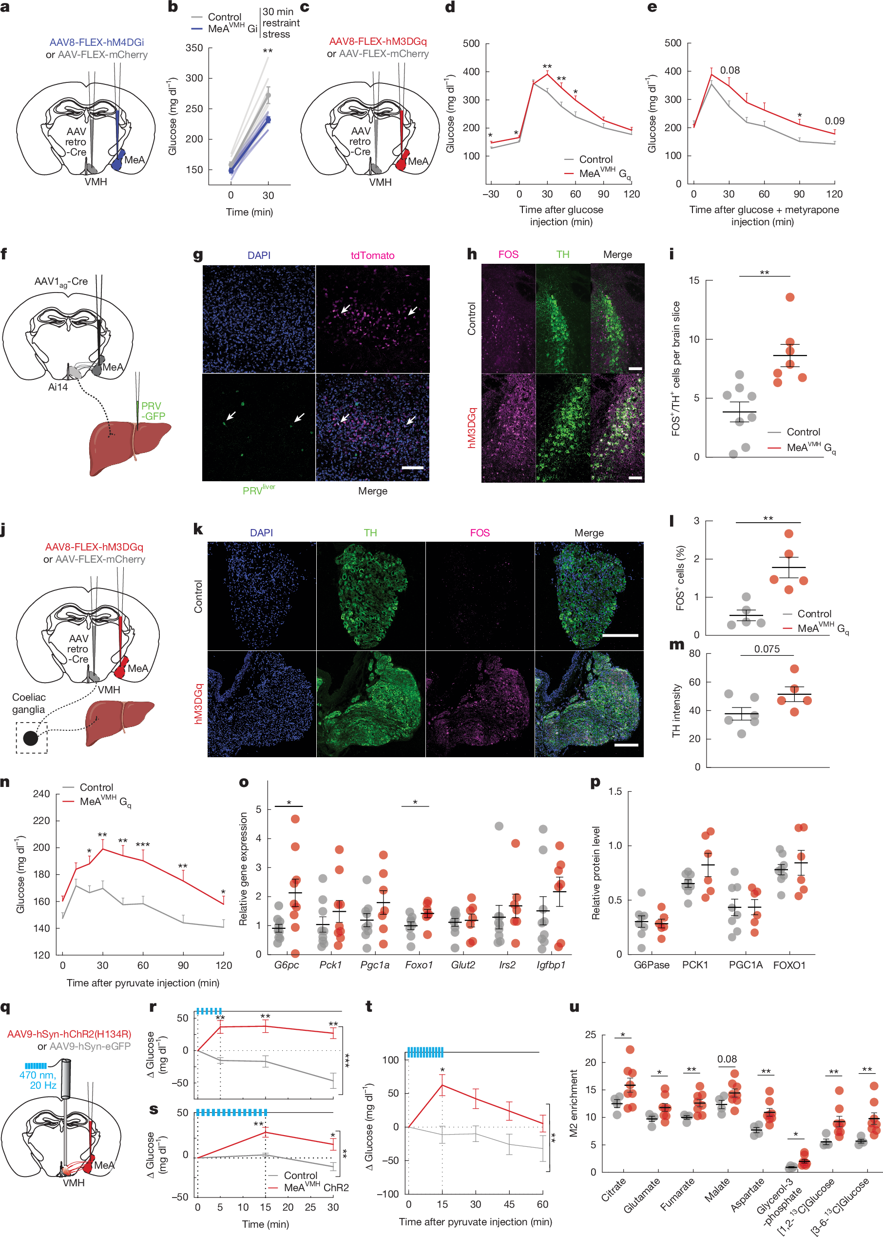 Fig. 4: MeA neurons projecting to VMH regulate blood glucose.
