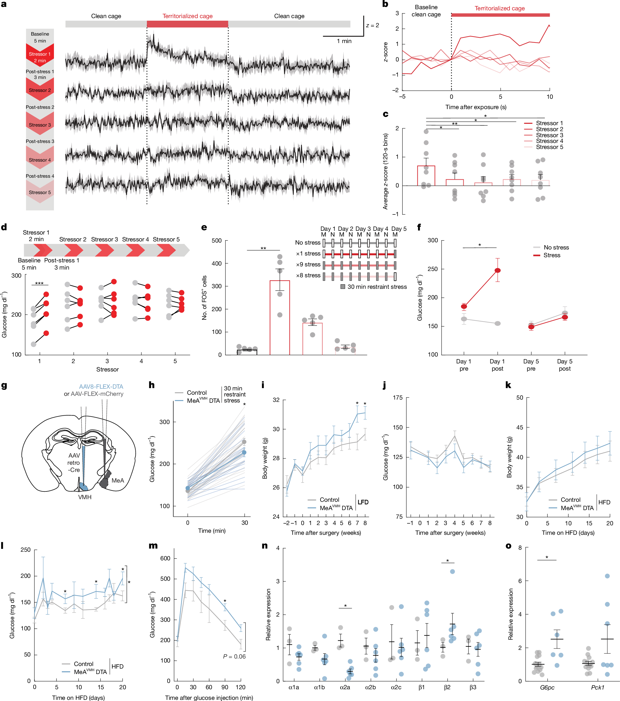 Fig. 5: Blunted MeA→VMH neuron activation with chronic stress promotes weight gain and hyperglycaemia.