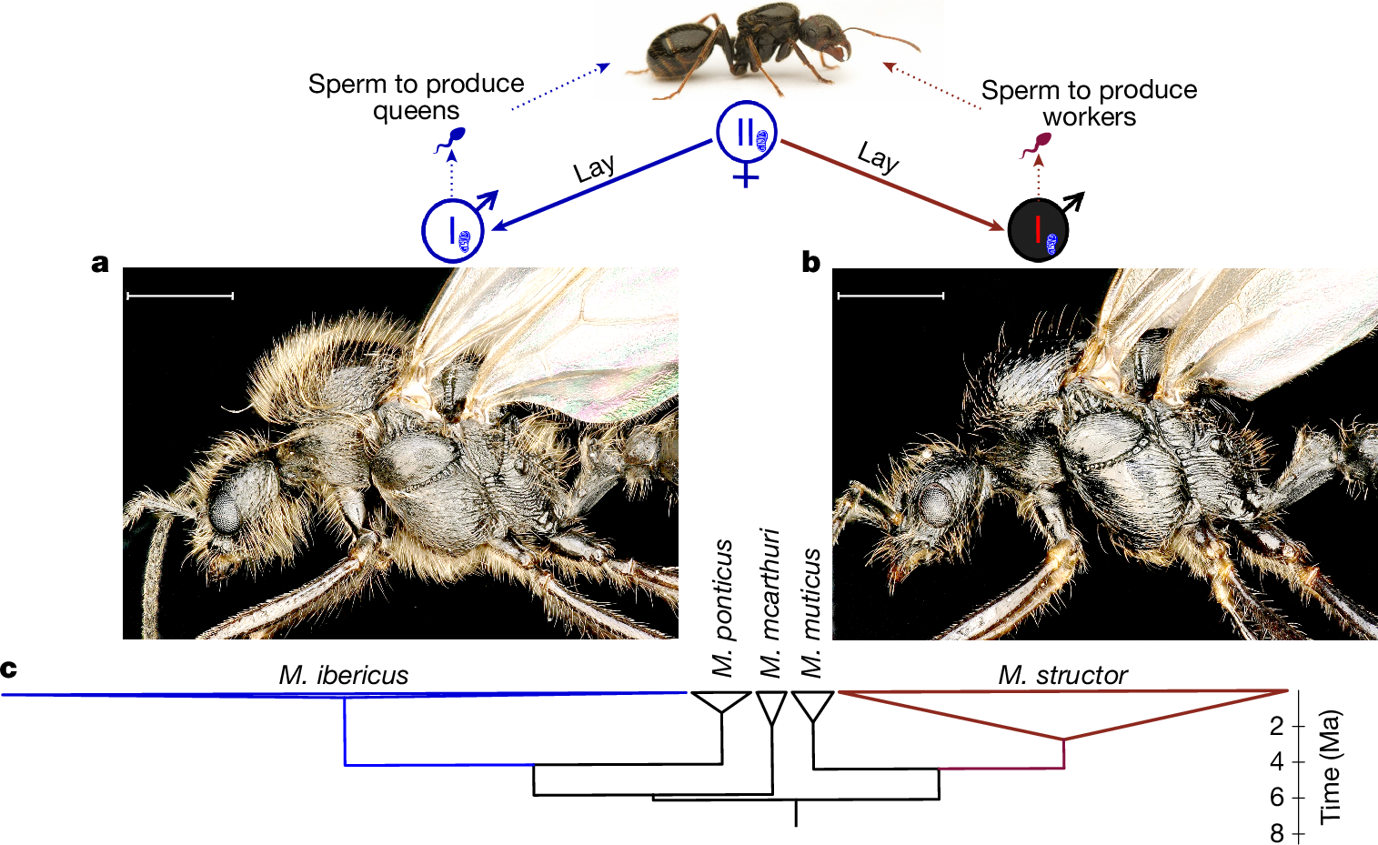 Fig. 2: M. ibericus queens lay males from two different species.