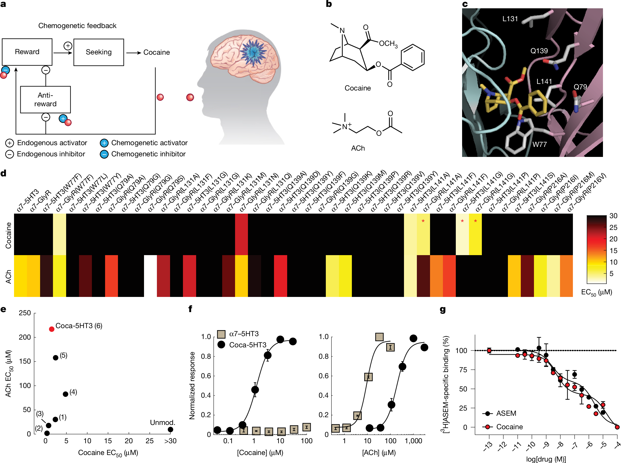 デザイナータンパク質で依存症を再構成(Rewiring Addiction With Designer Proteins)