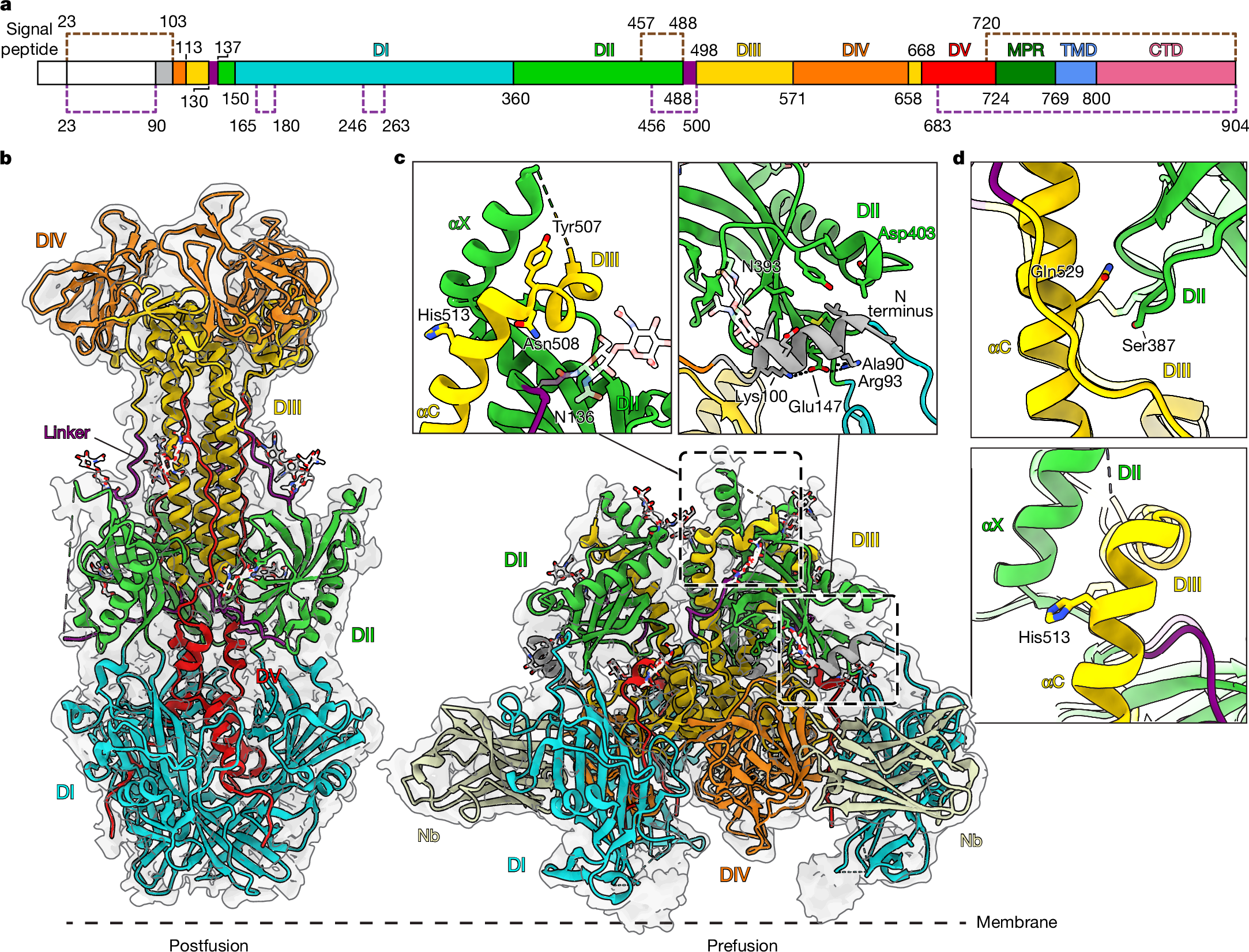 Fig. 5: HSV-2 gB bound by Nb1_gbHSV.
