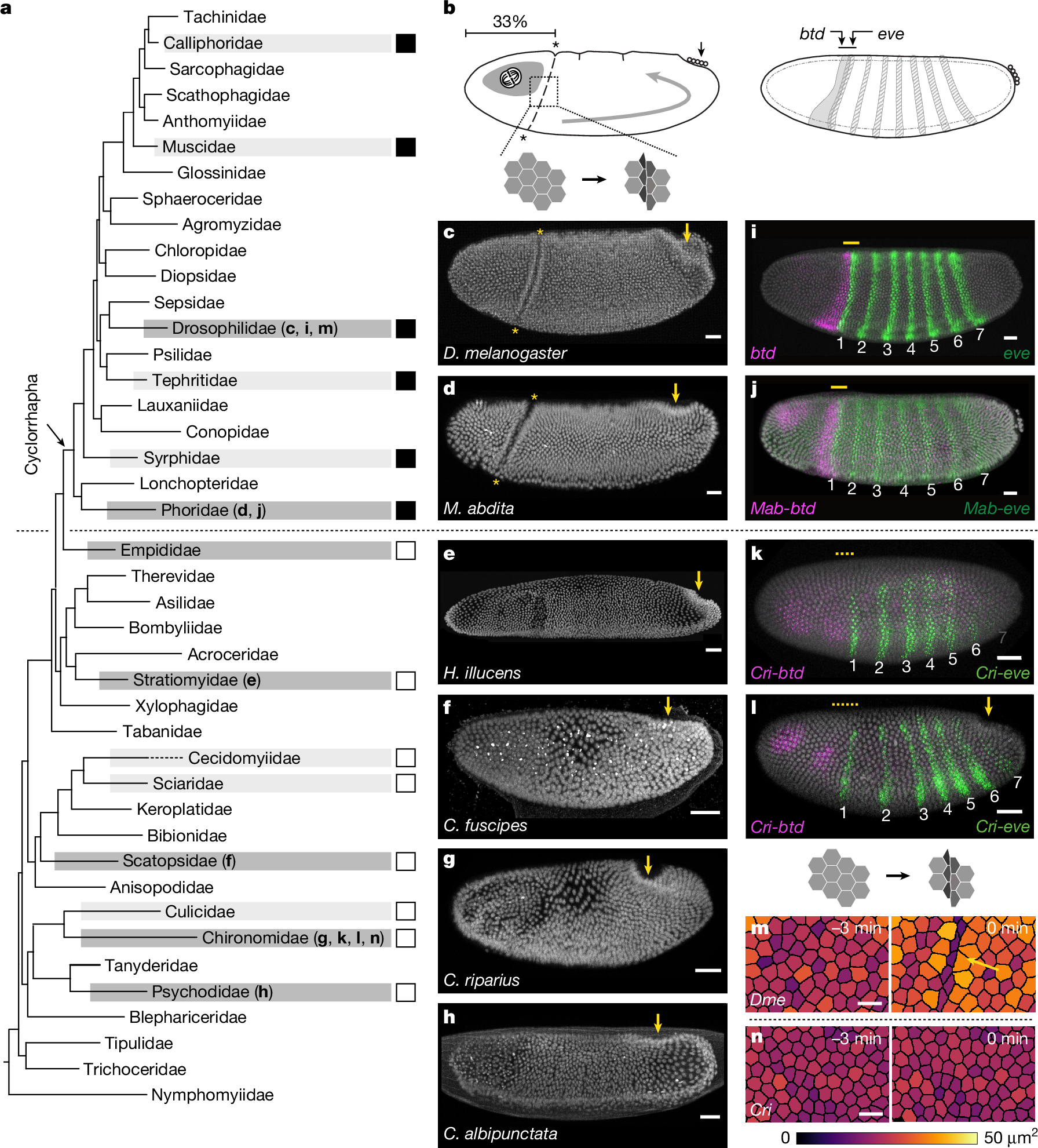 Paixão ardente de Carol Kunst