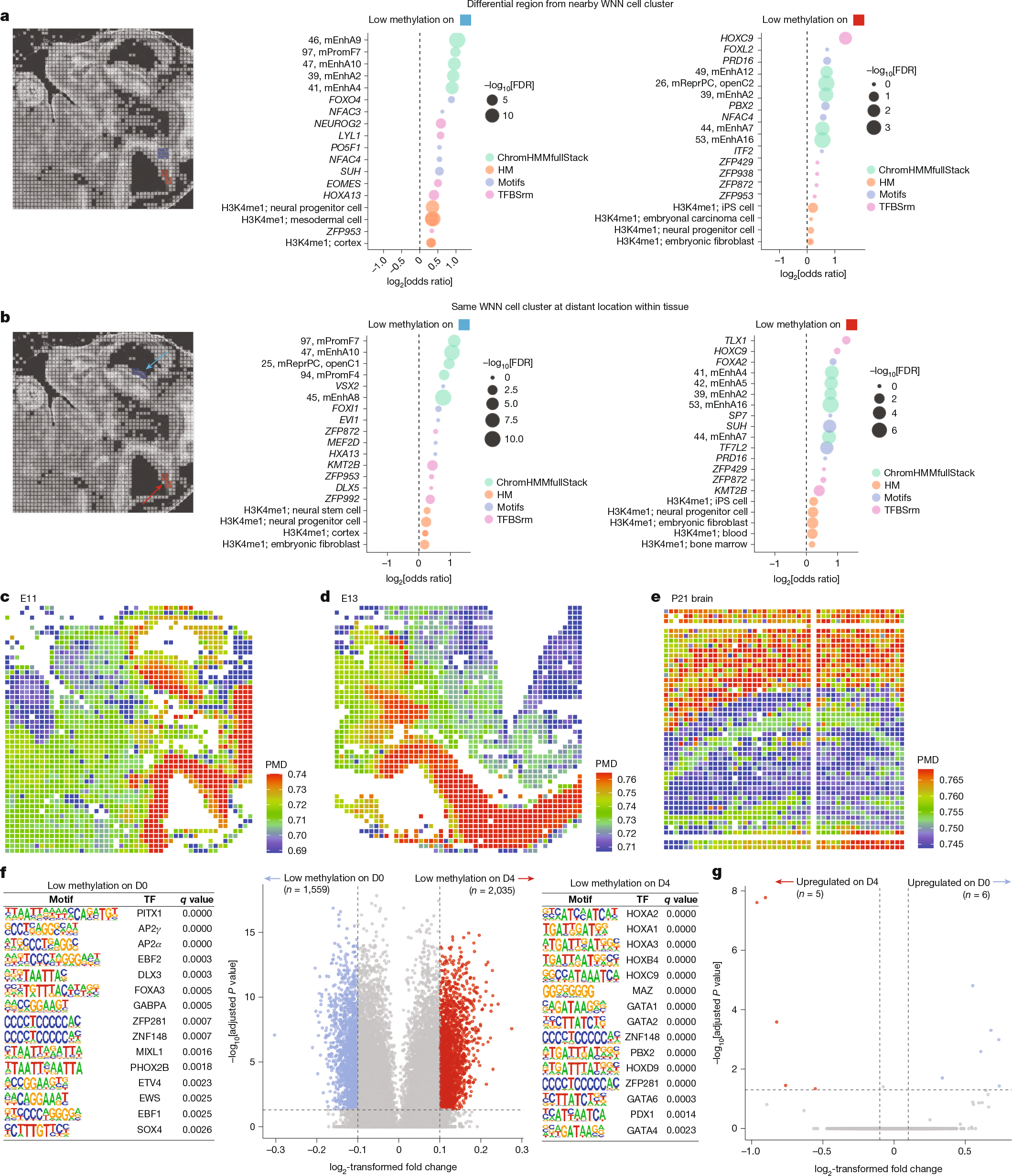 Fig. 5: Spatial-DMT resolves mitotic history and subtle region-specific epigenetic variations.