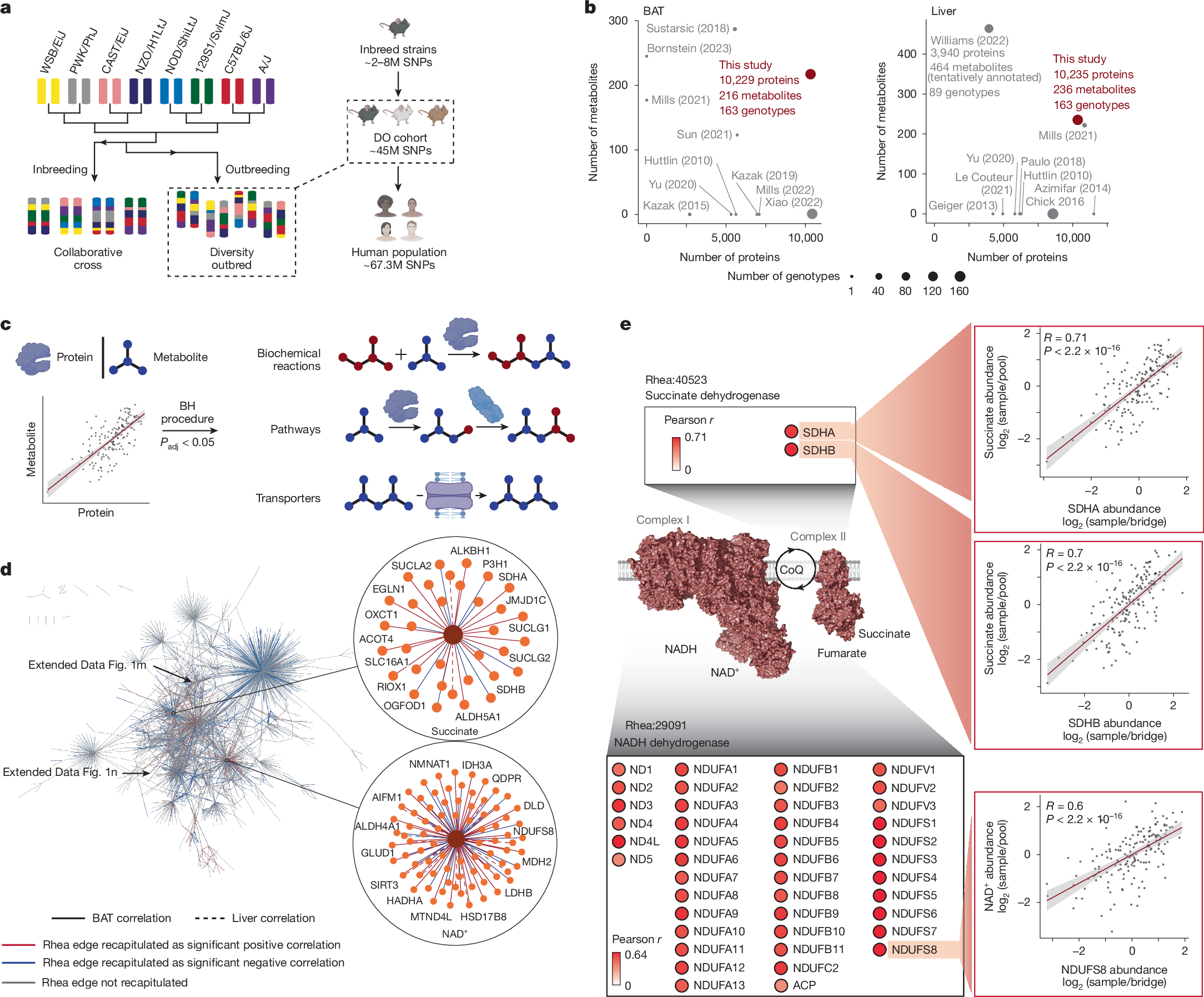 Fig. 1: Protein–metabolite covariation in the DO cohort recapitulates established biochemical reactions.