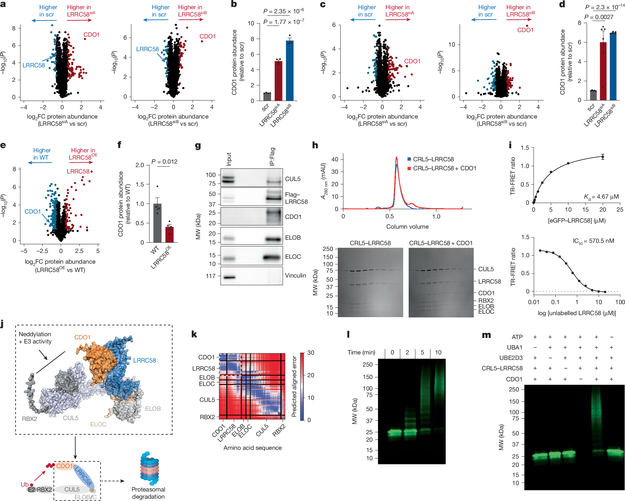 Fig. 3: LRRC58 is a substrate adaptor for an E3 ligase that targets CDO1 for degradation.