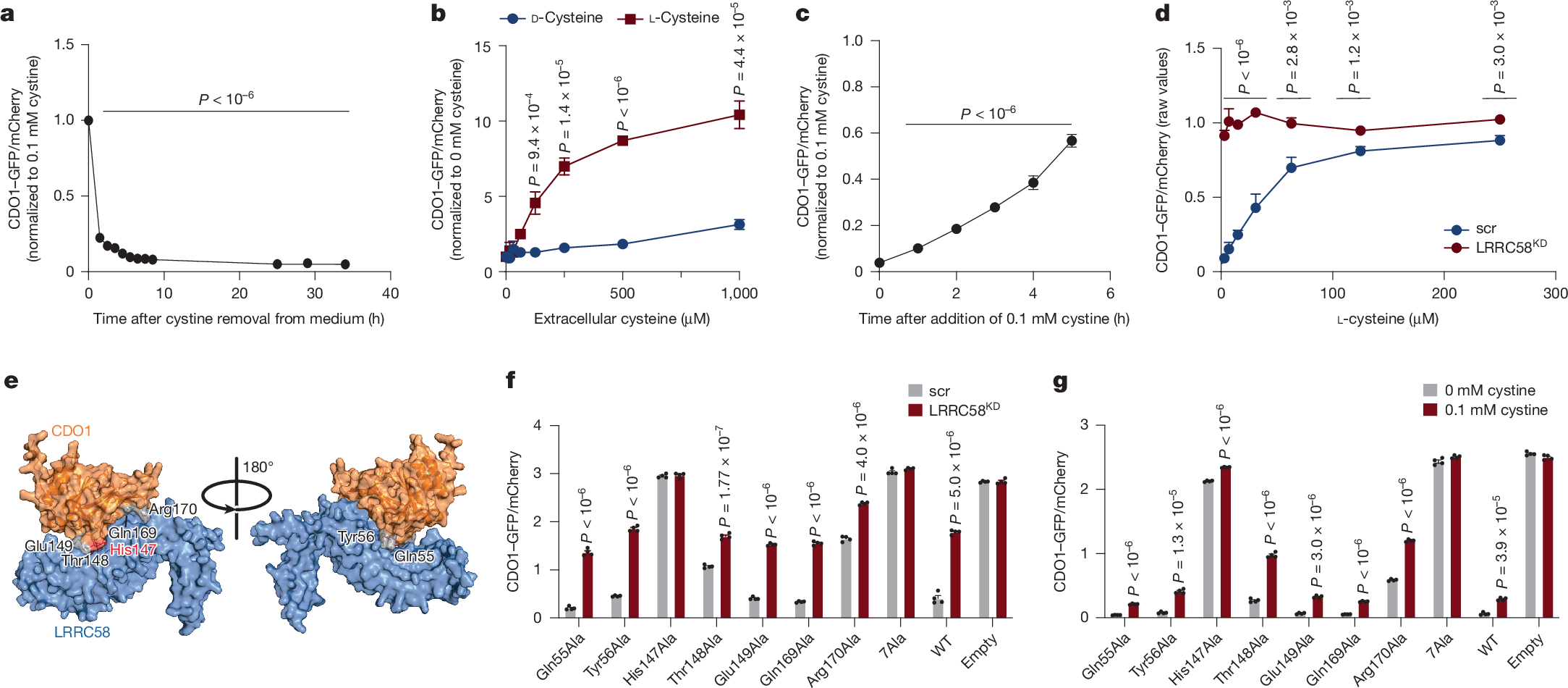 Fig. 4: Regulation of LRRC58–CDO1 by cellular cysteine abundance.