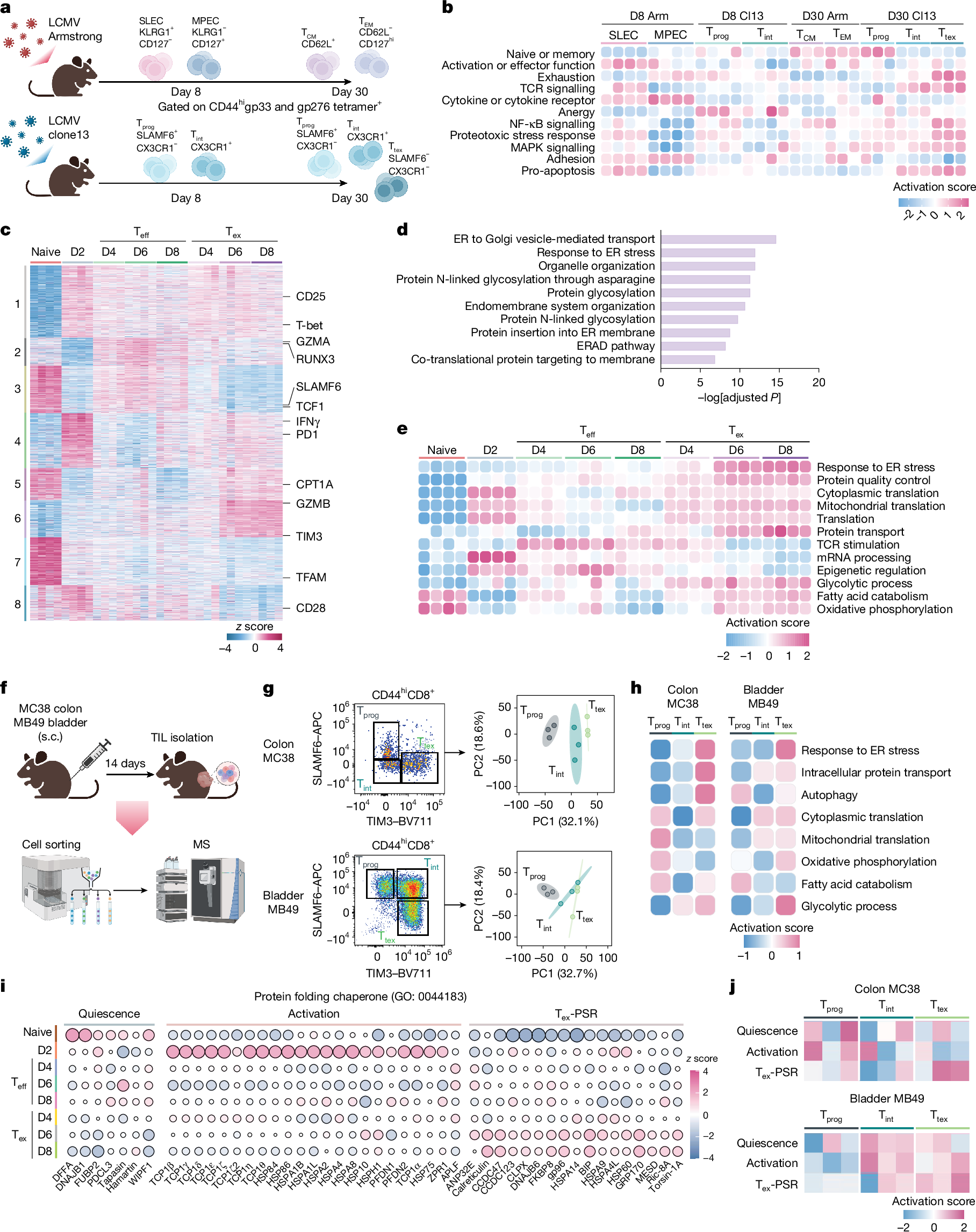 Fig. 1: PSR is triggered in Tex cells with a dynamic expression of chaperone proteins.