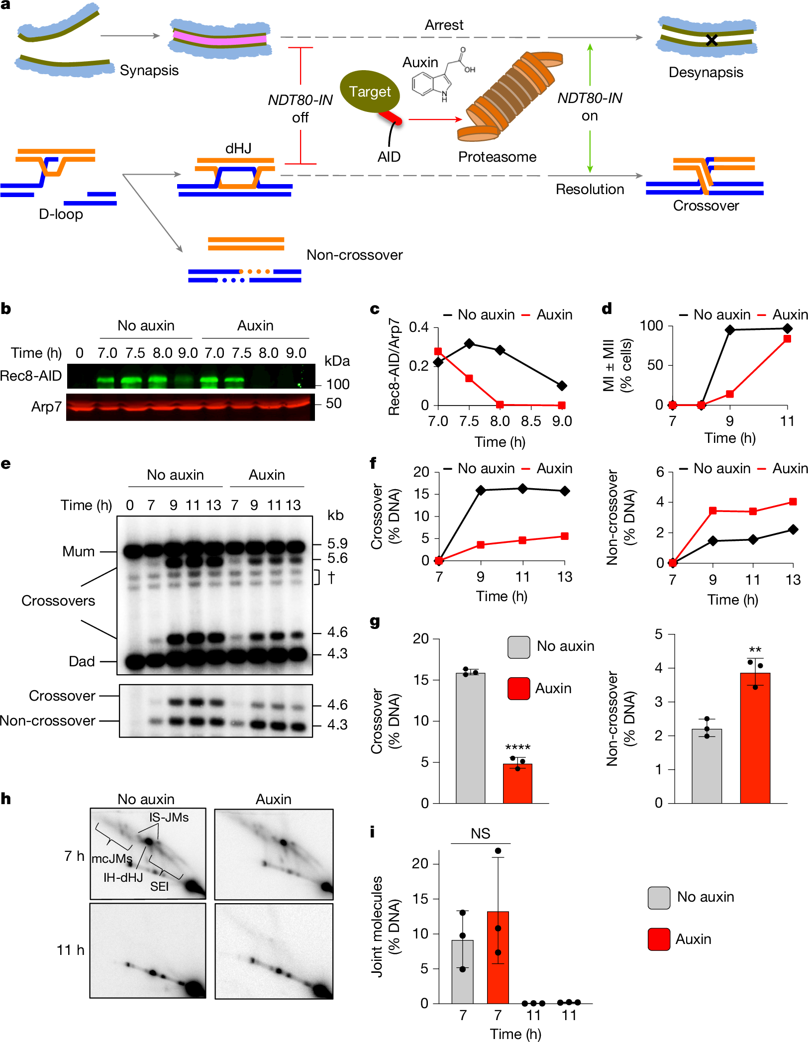 Fig. 1: Rec8–cohesin is required for crossover-specific dHJ resolution.