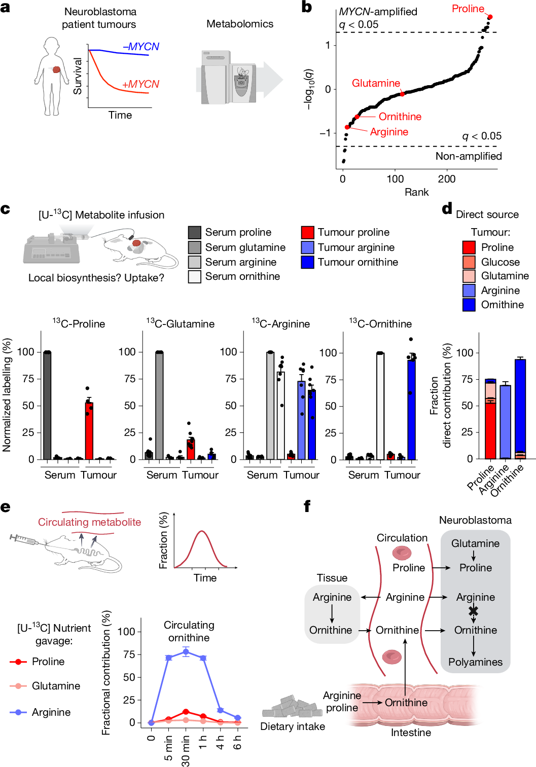 Fig. 1: MYCN-driven neuroblastoma tumours are characterized by high proline levels and a functionally disconnected proline and arginine metabolism that is dependent on uptake from circulation.