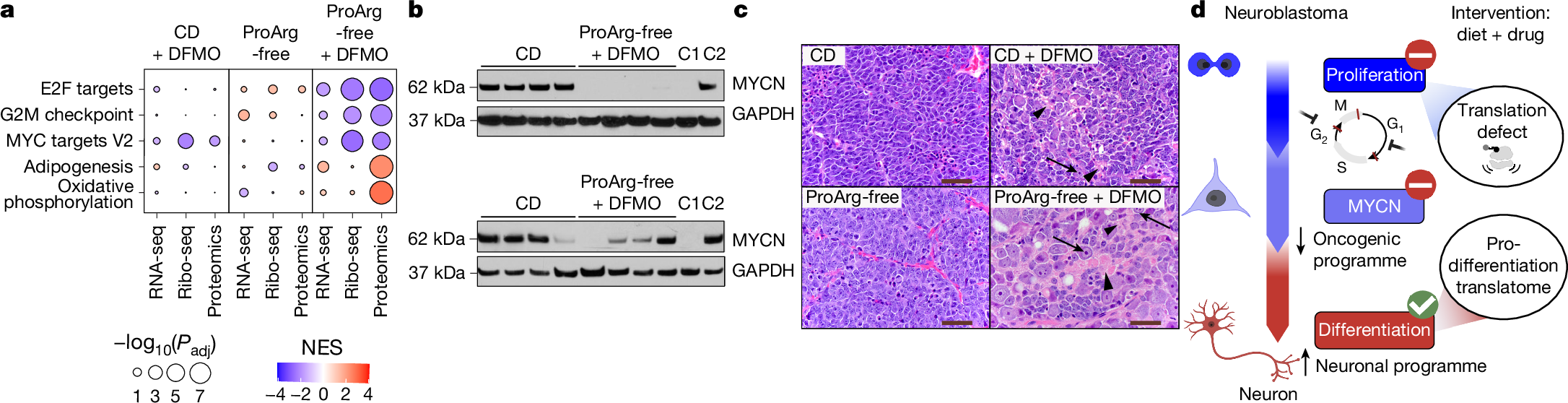 Fig. 6: Polyamine depletion-mediated proteome rewiring induces neuroblastoma differentiation.